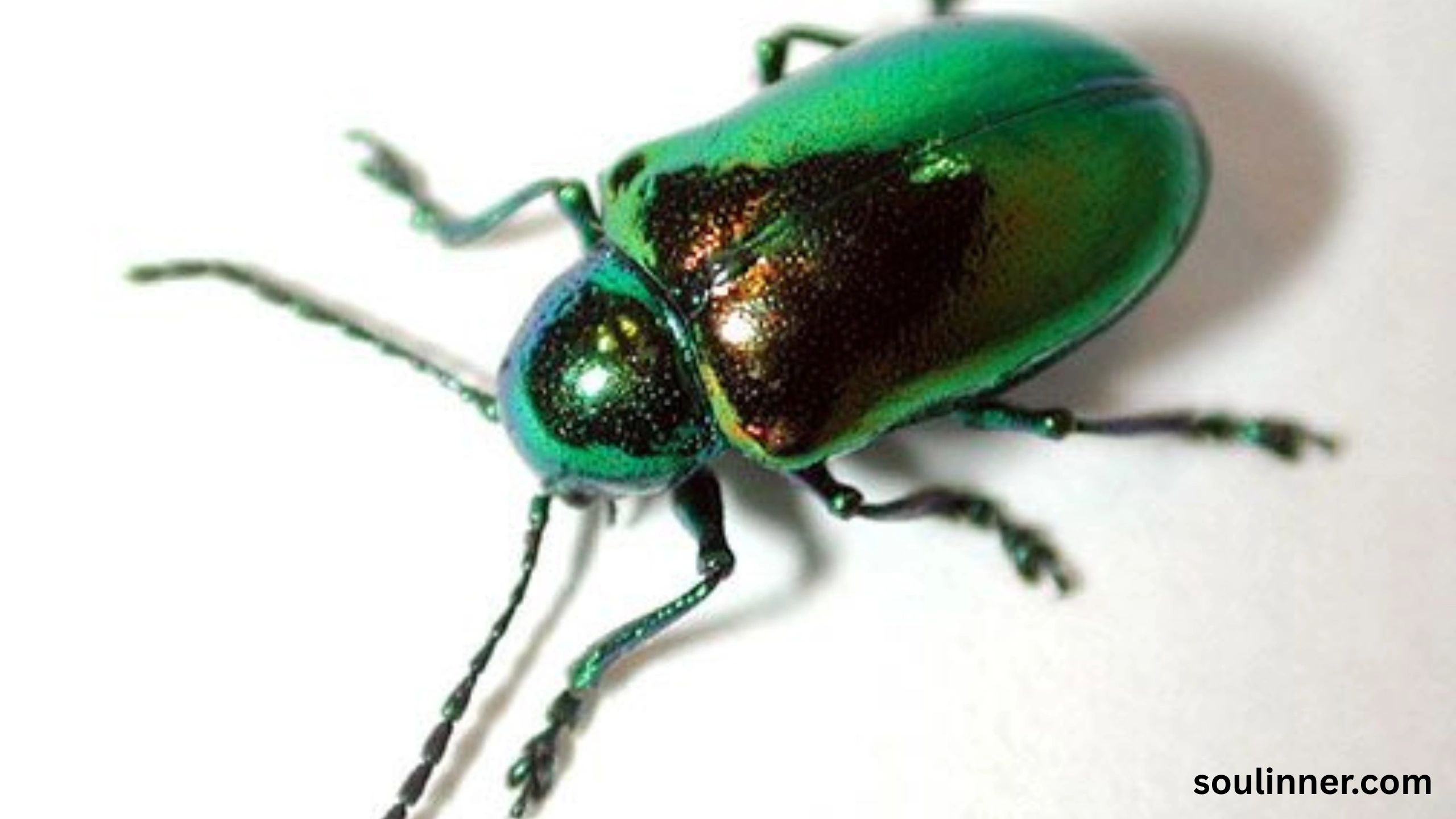 spiritual meaning of green beetle