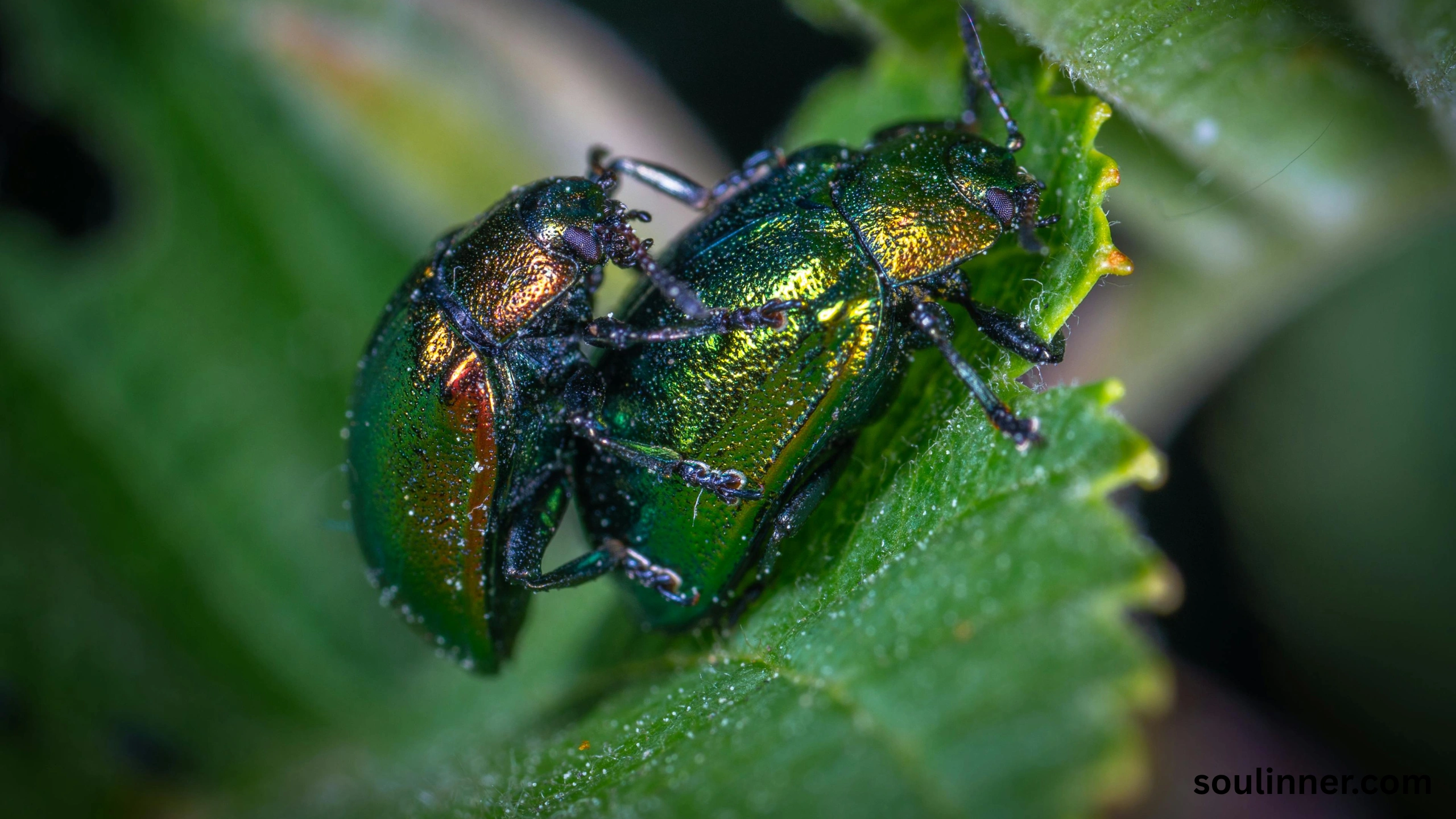 spiritual meaning of green beetle