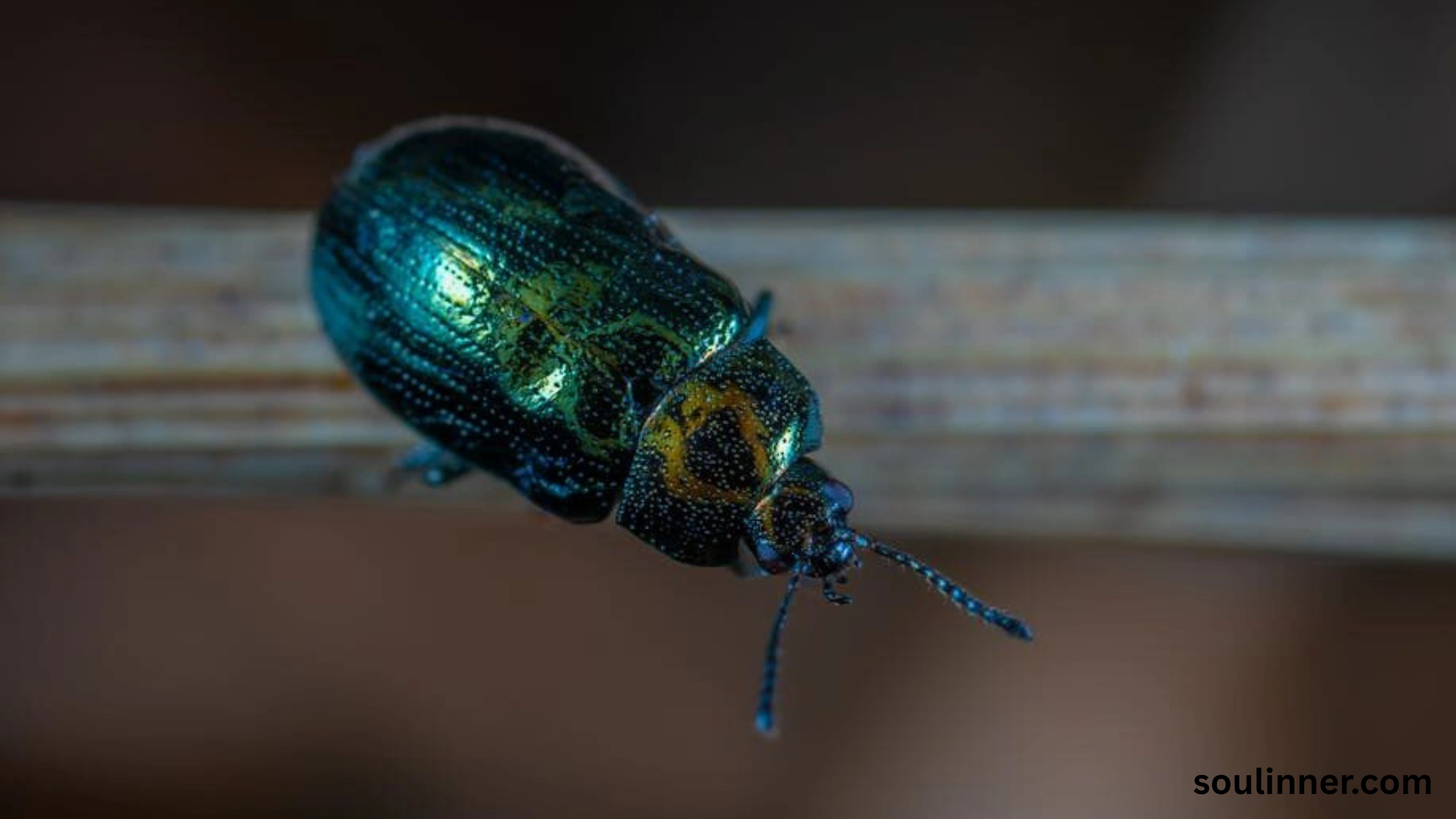 spiritual meaning of green beetle