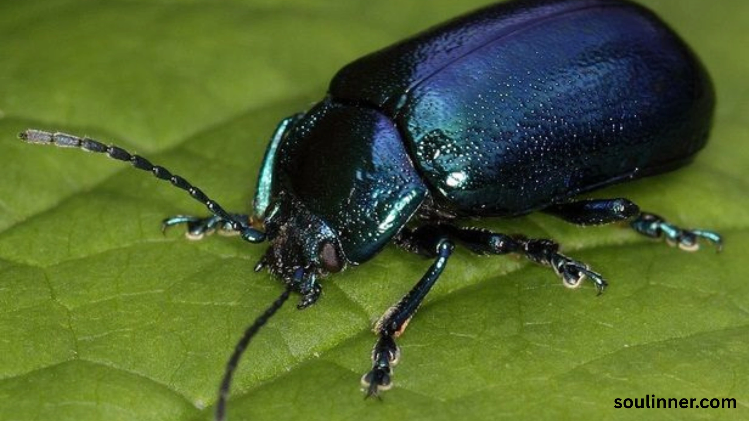 spiritual meaning of green beetle