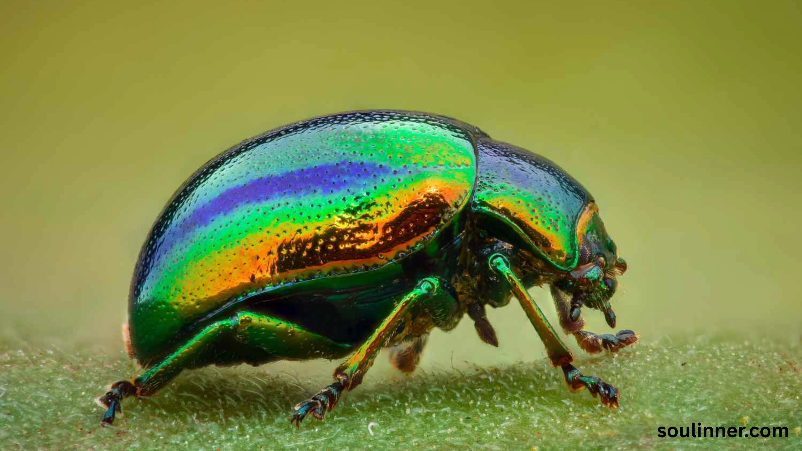 spiritual meaning of green beetle