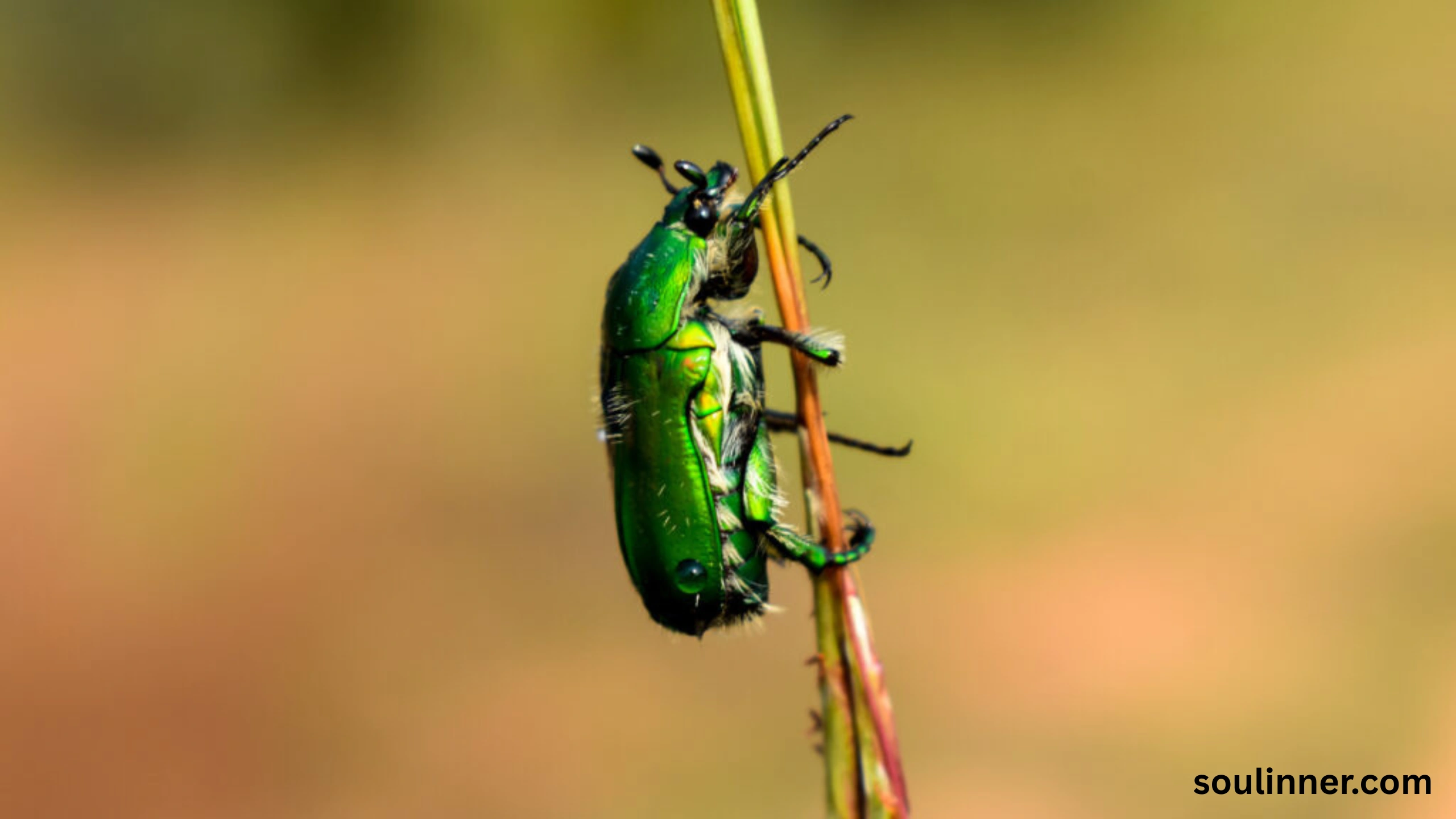 spiritual meaning of green beetle