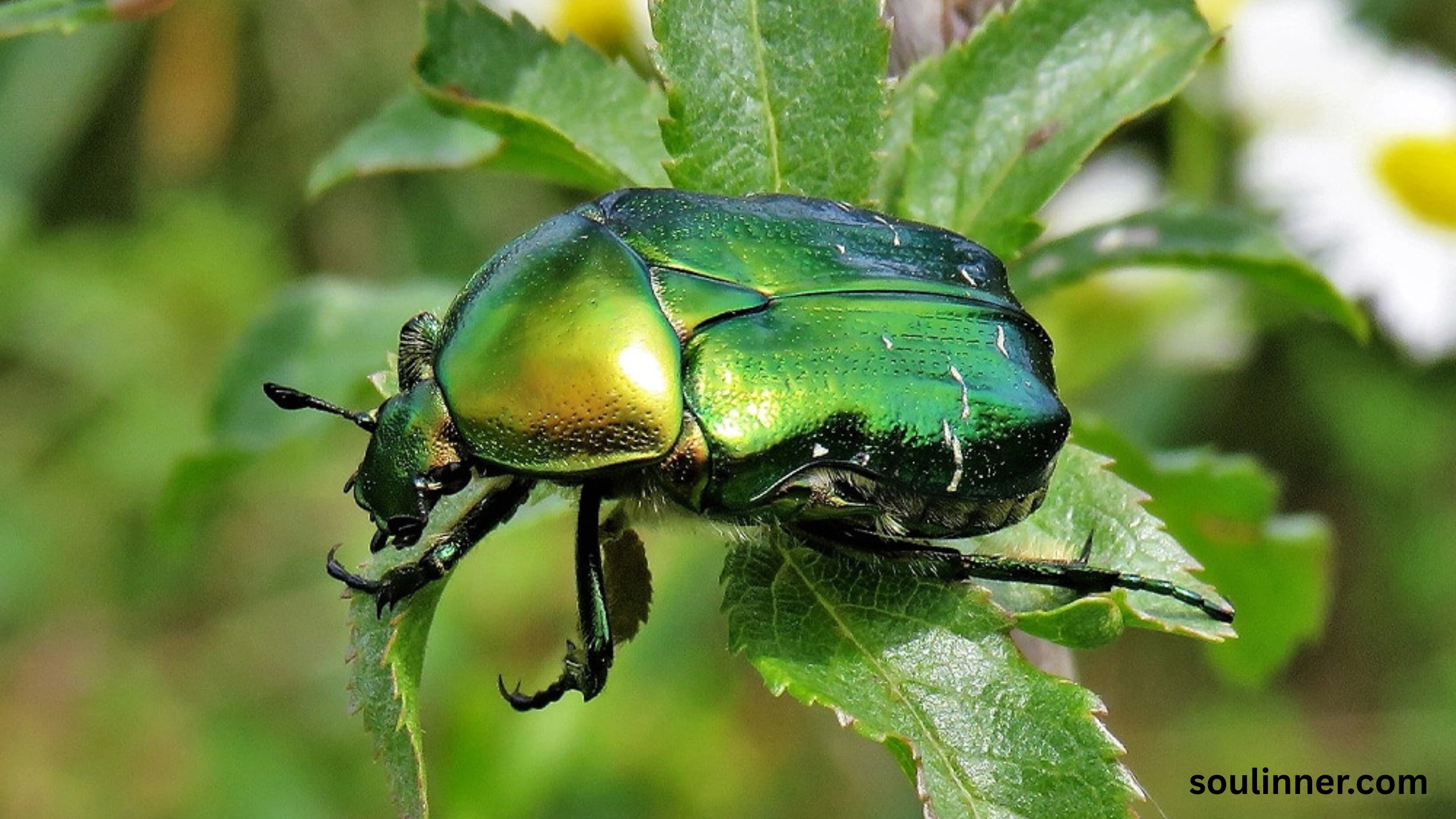 spiritual meaning of green beetle