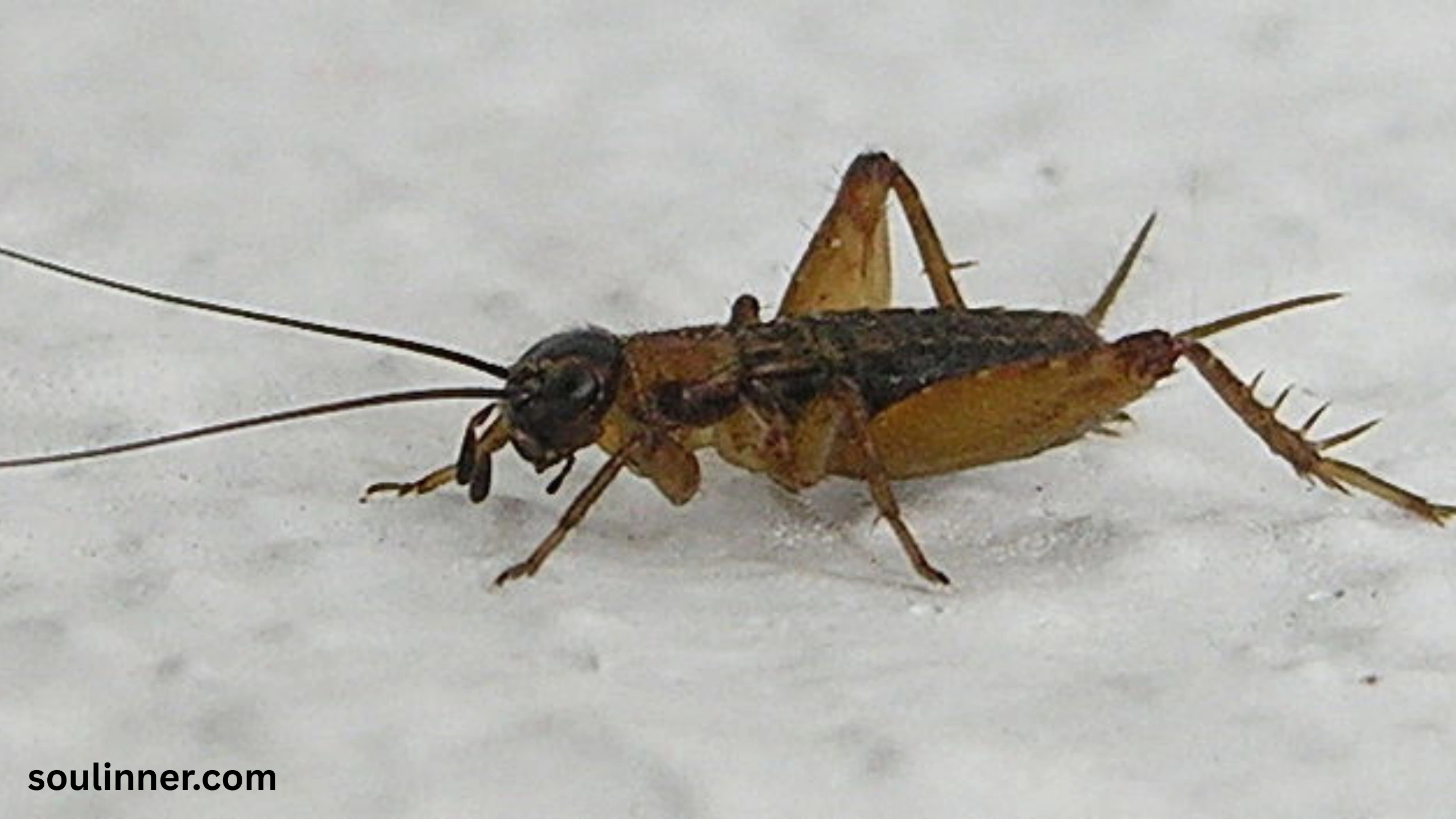 spiritual meaning of hearing crickets