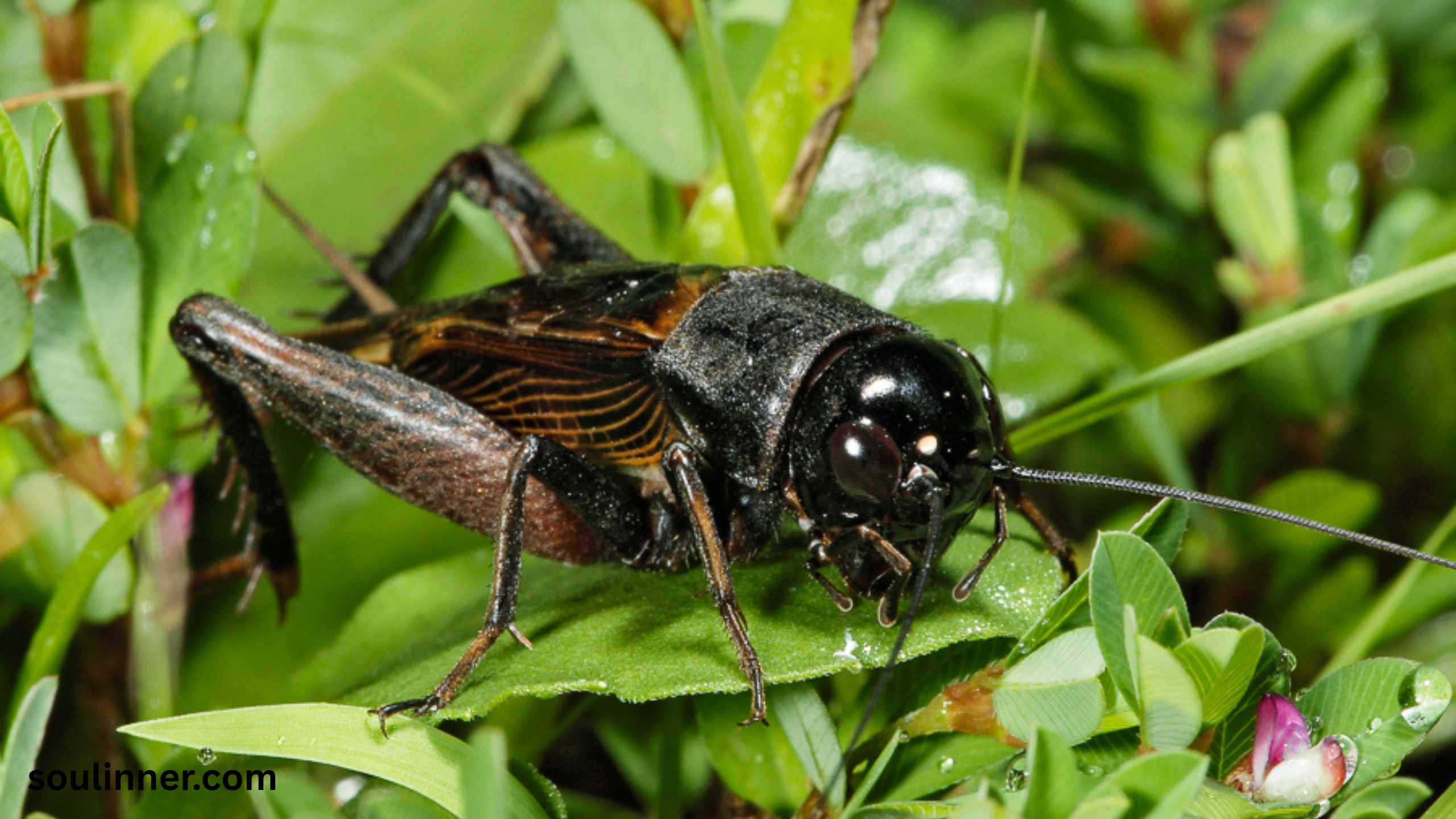 spiritual meaning of hearing crickets