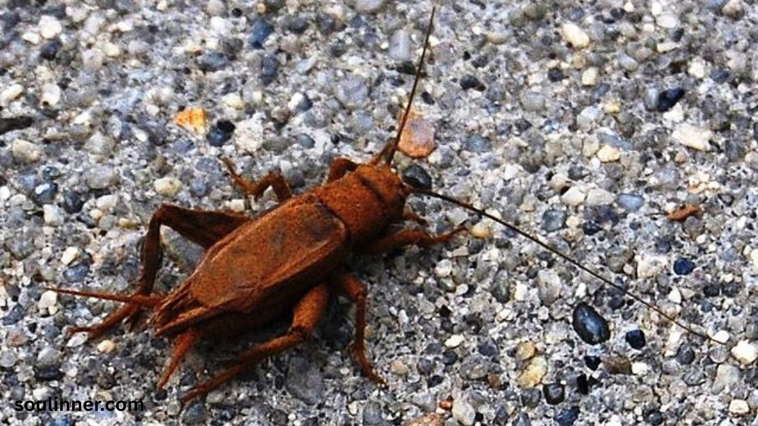 spiritual meaning of hearing crickets