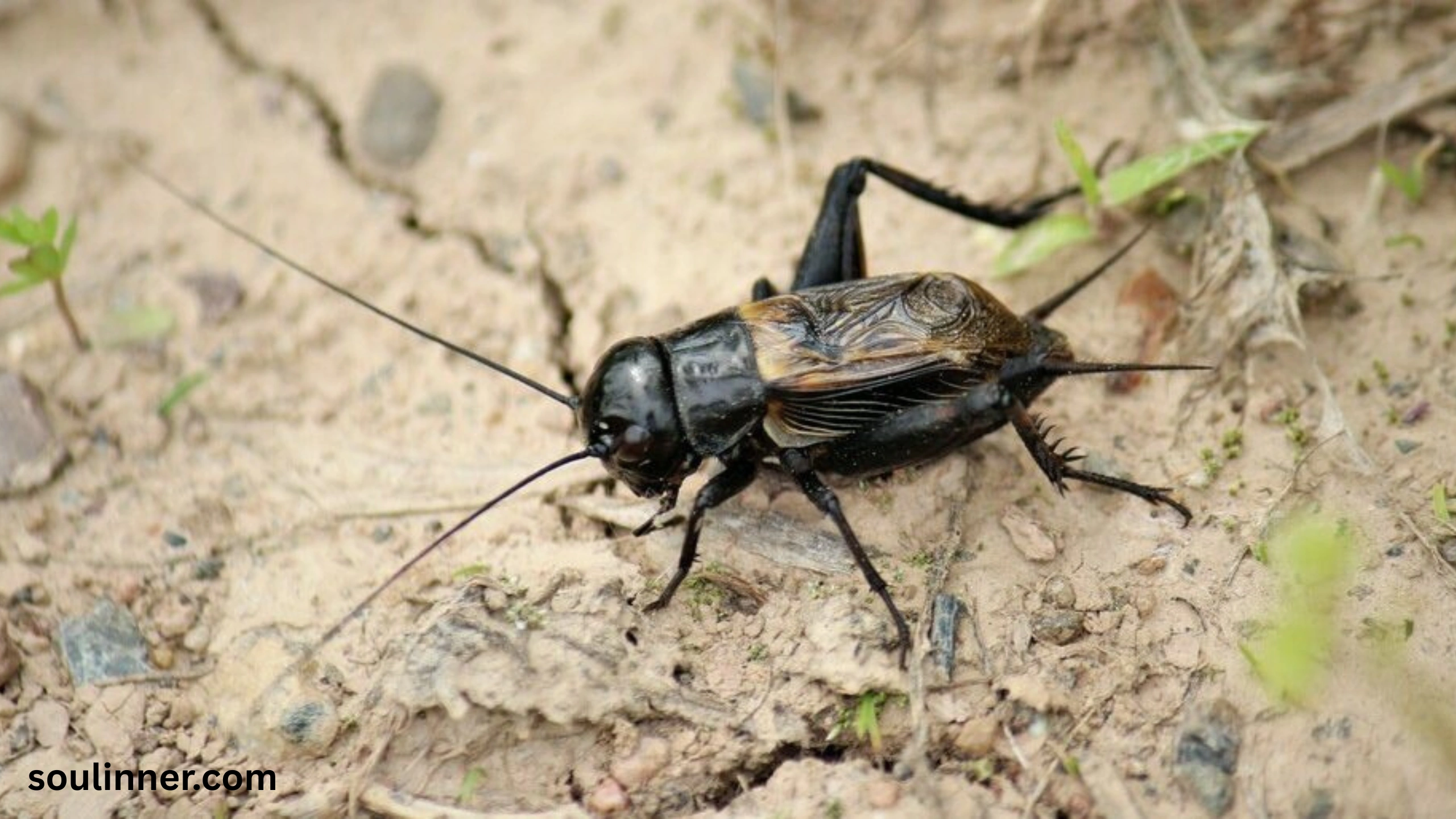 spiritual meaning of hearing crickets