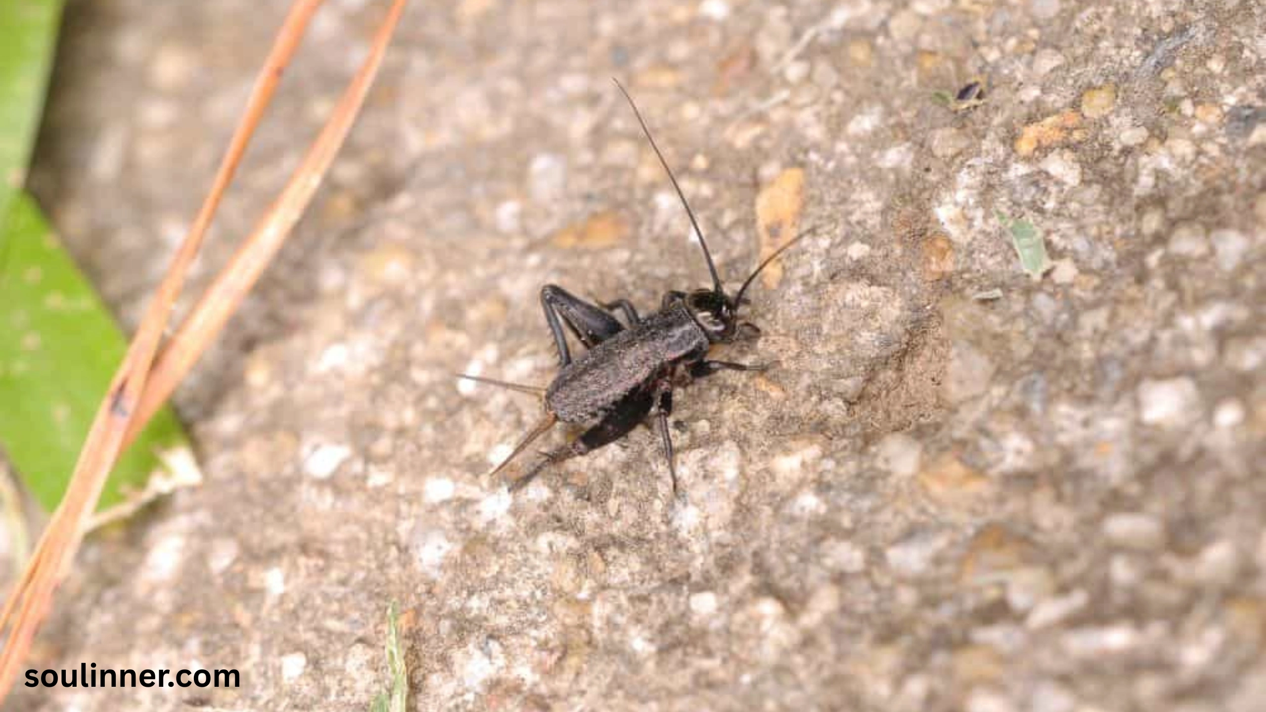 spiritual meaning of hearing crickets