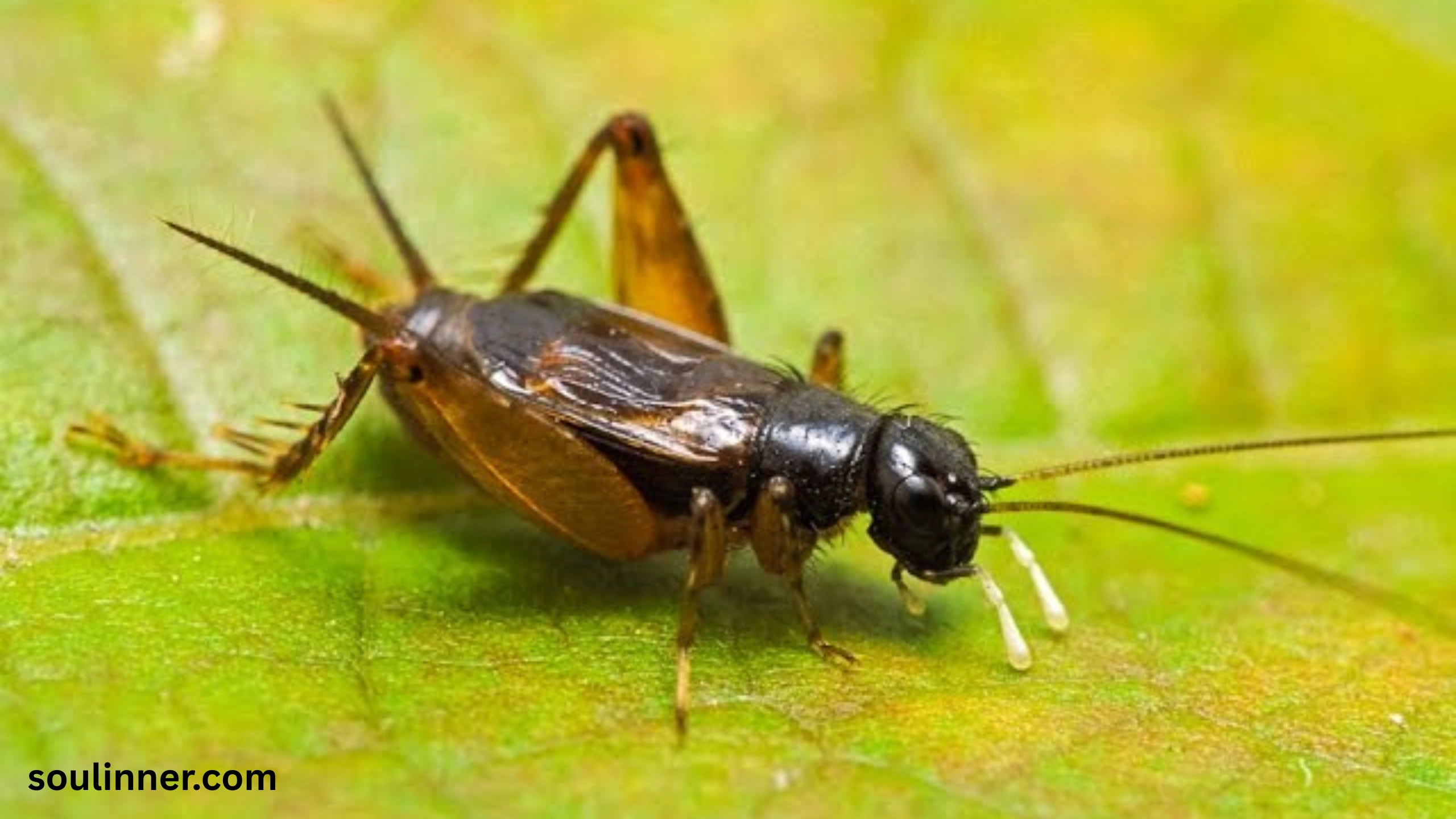 spiritual meaning of hearing crickets