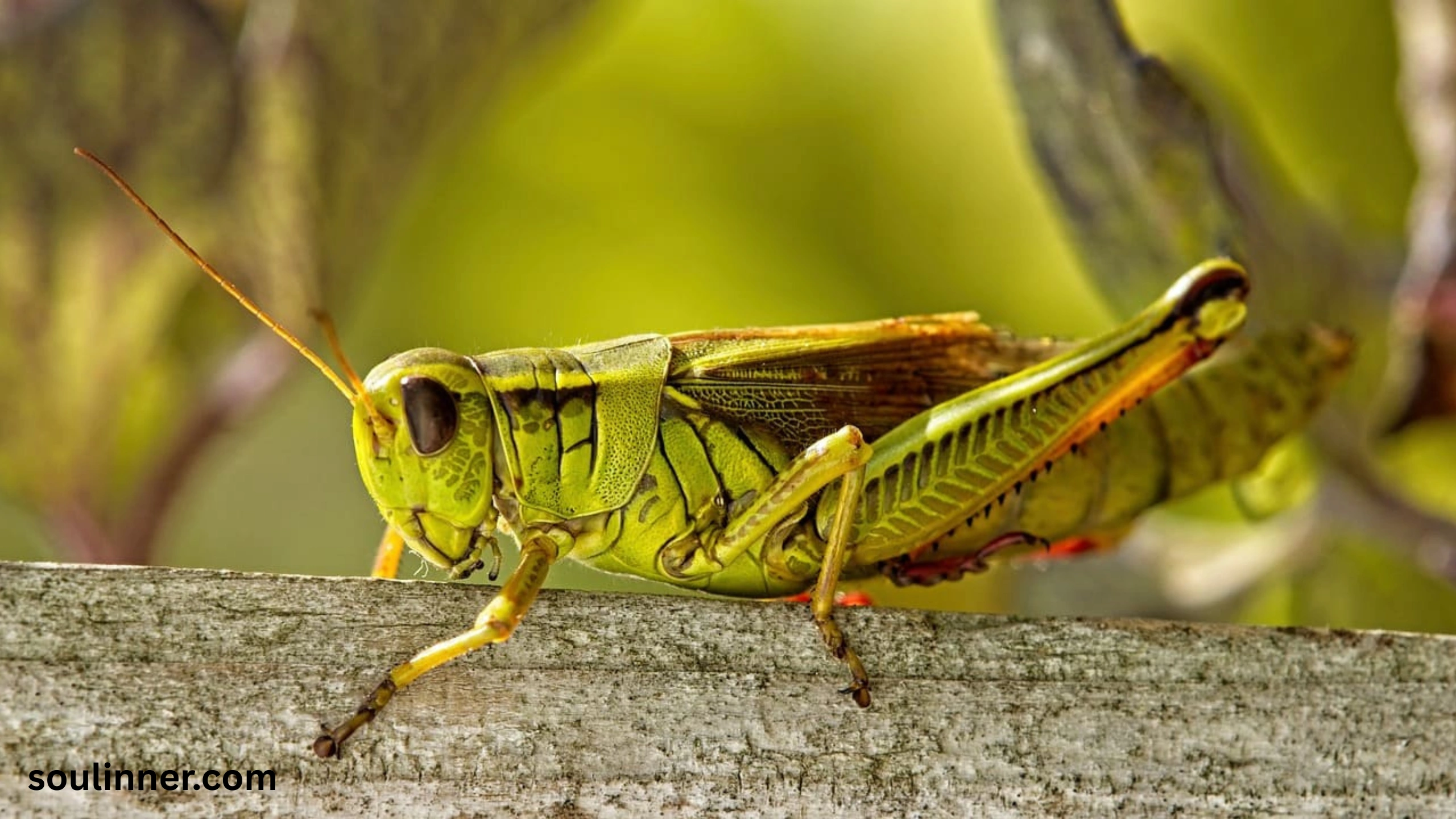 spiritual meaning of hearing crickets