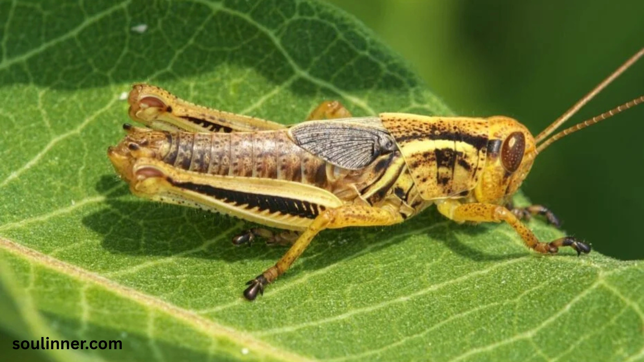 spiritual meaning of hearing crickets
