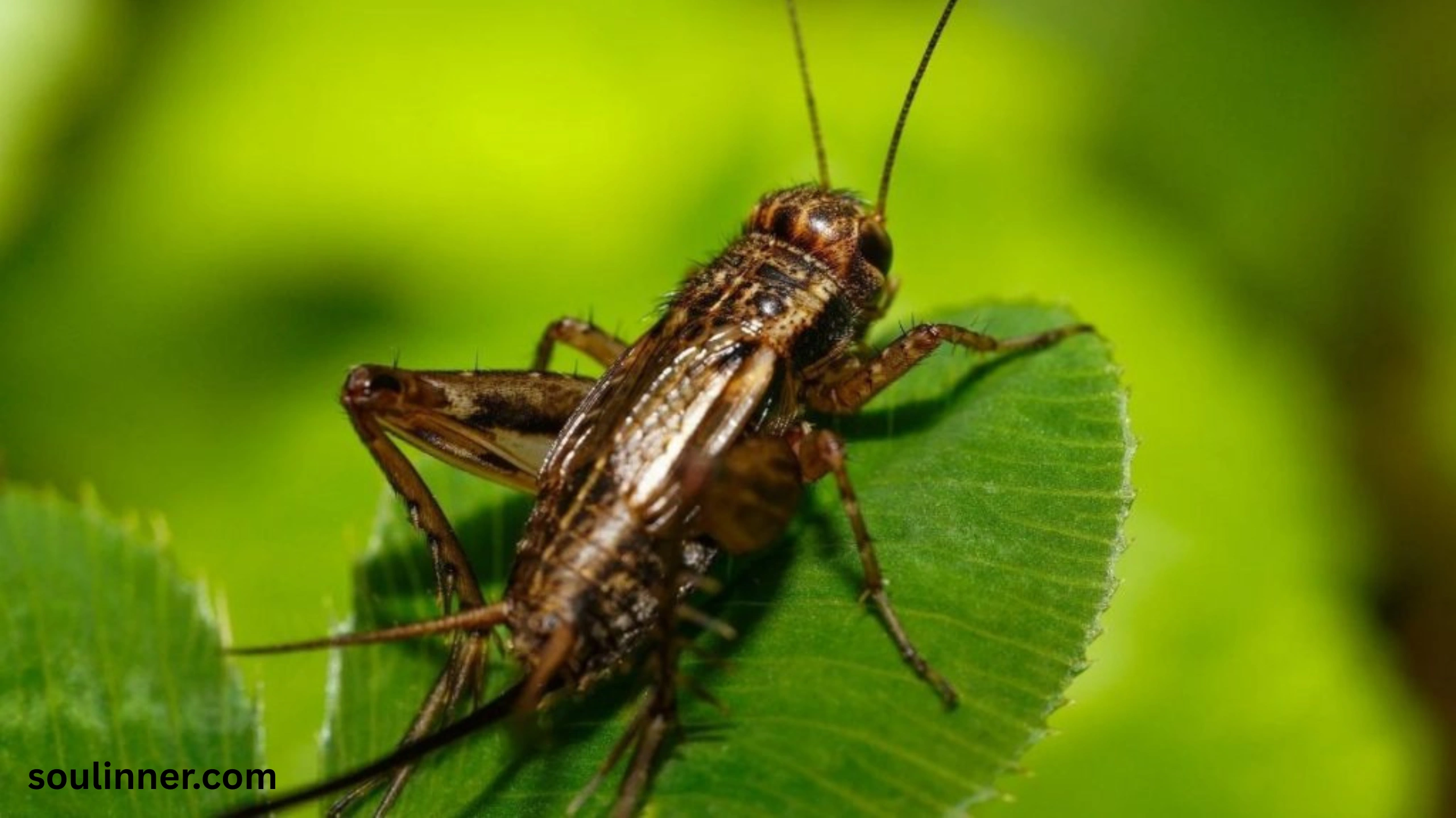 spiritual meaning of hearing crickets