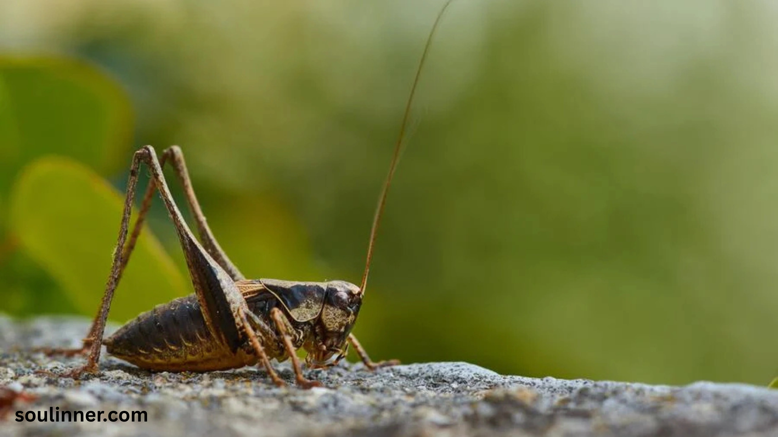 spiritual meaning of hearing crickets