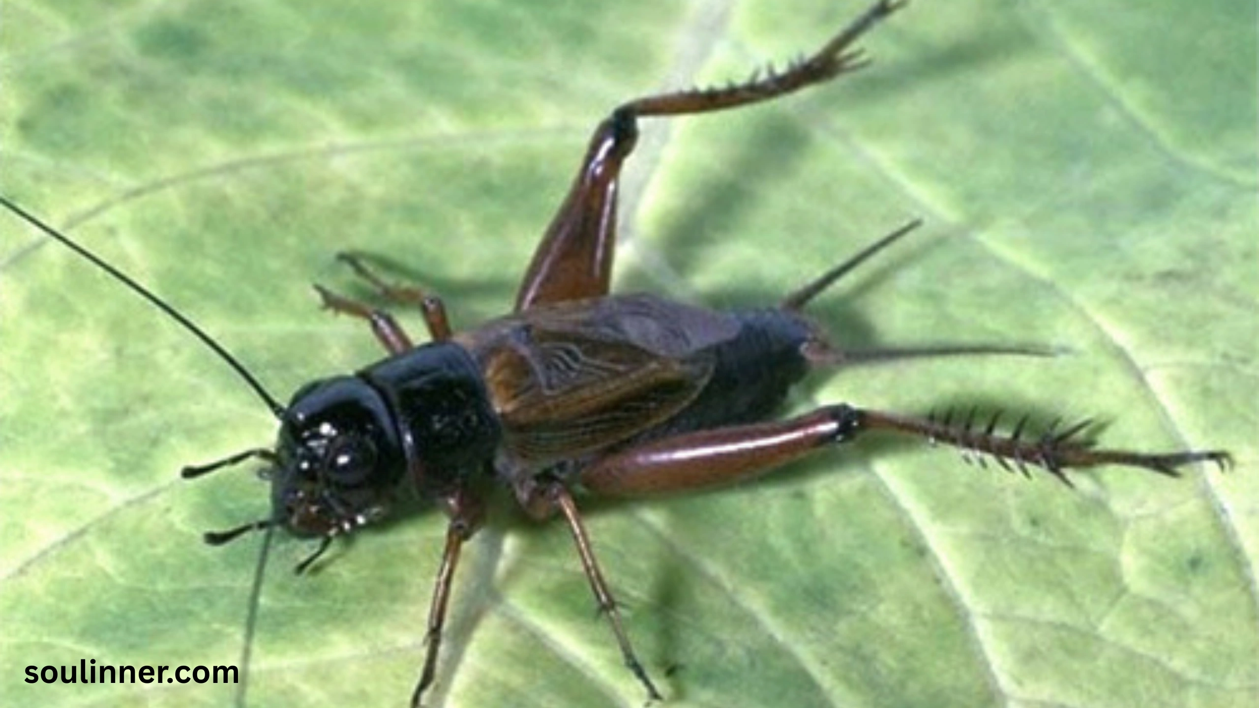 spiritual meaning of hearing crickets