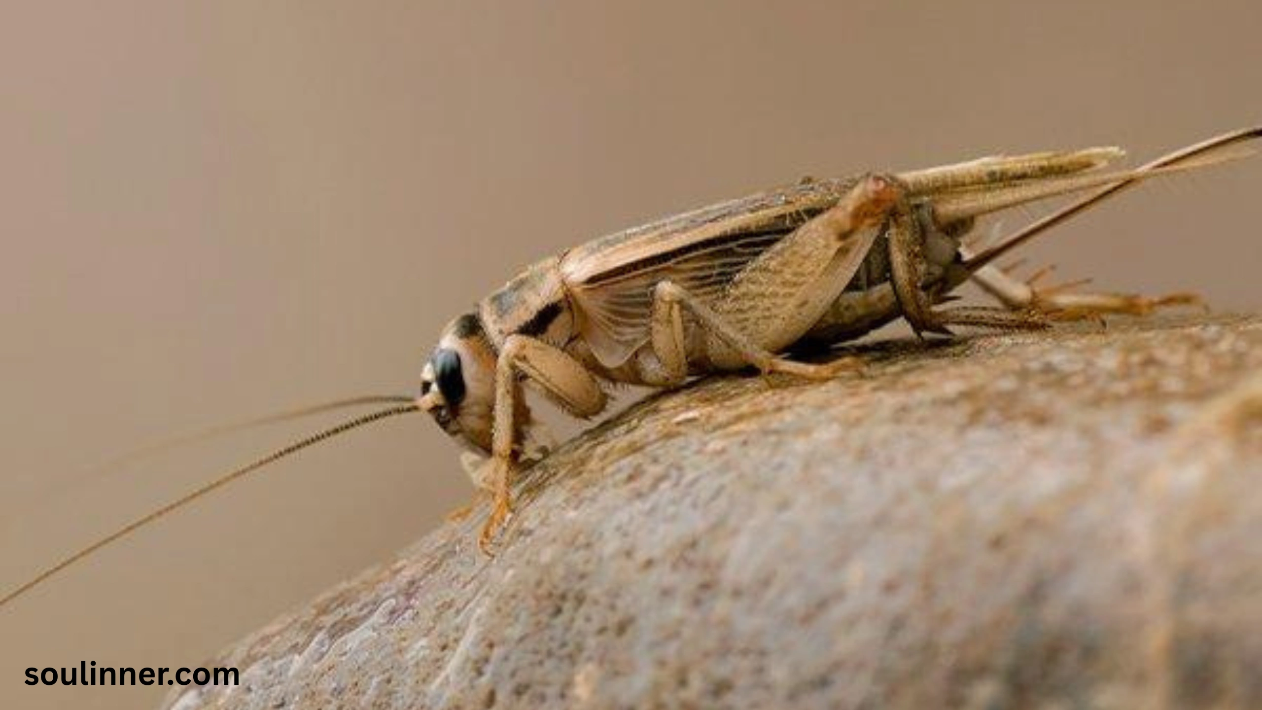 spiritual meaning of hearing crickets
