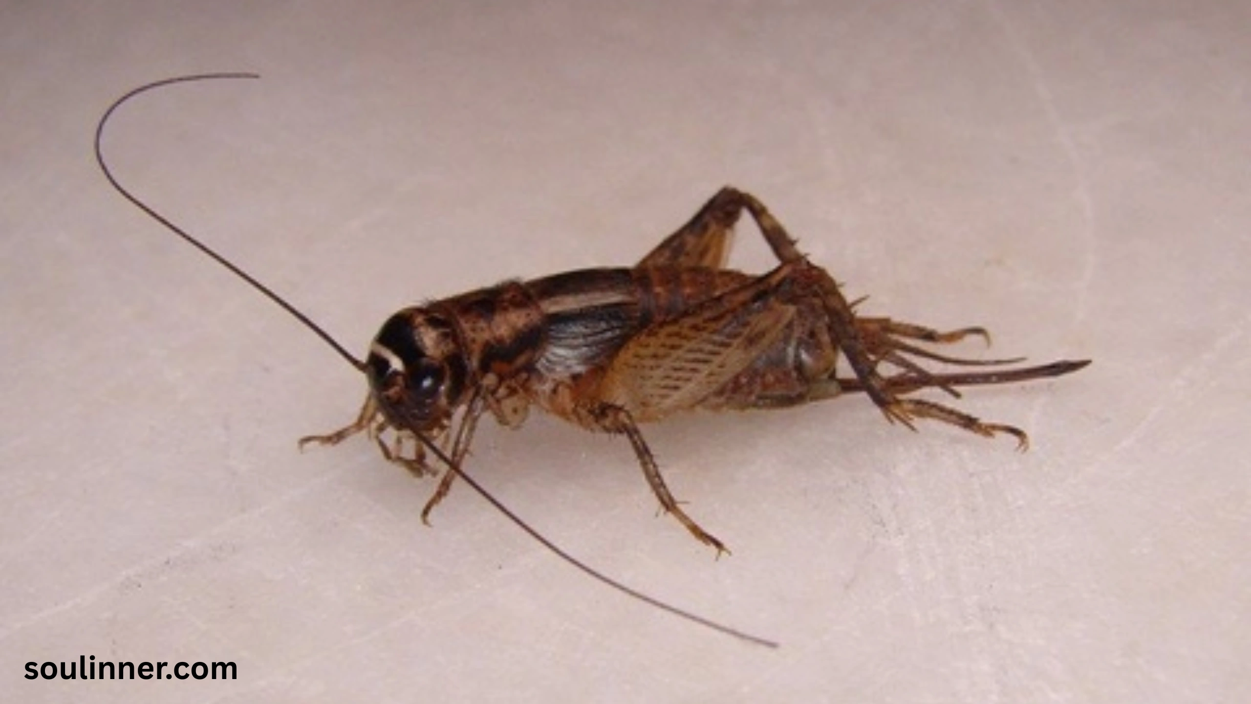 spiritual meaning of hearing crickets