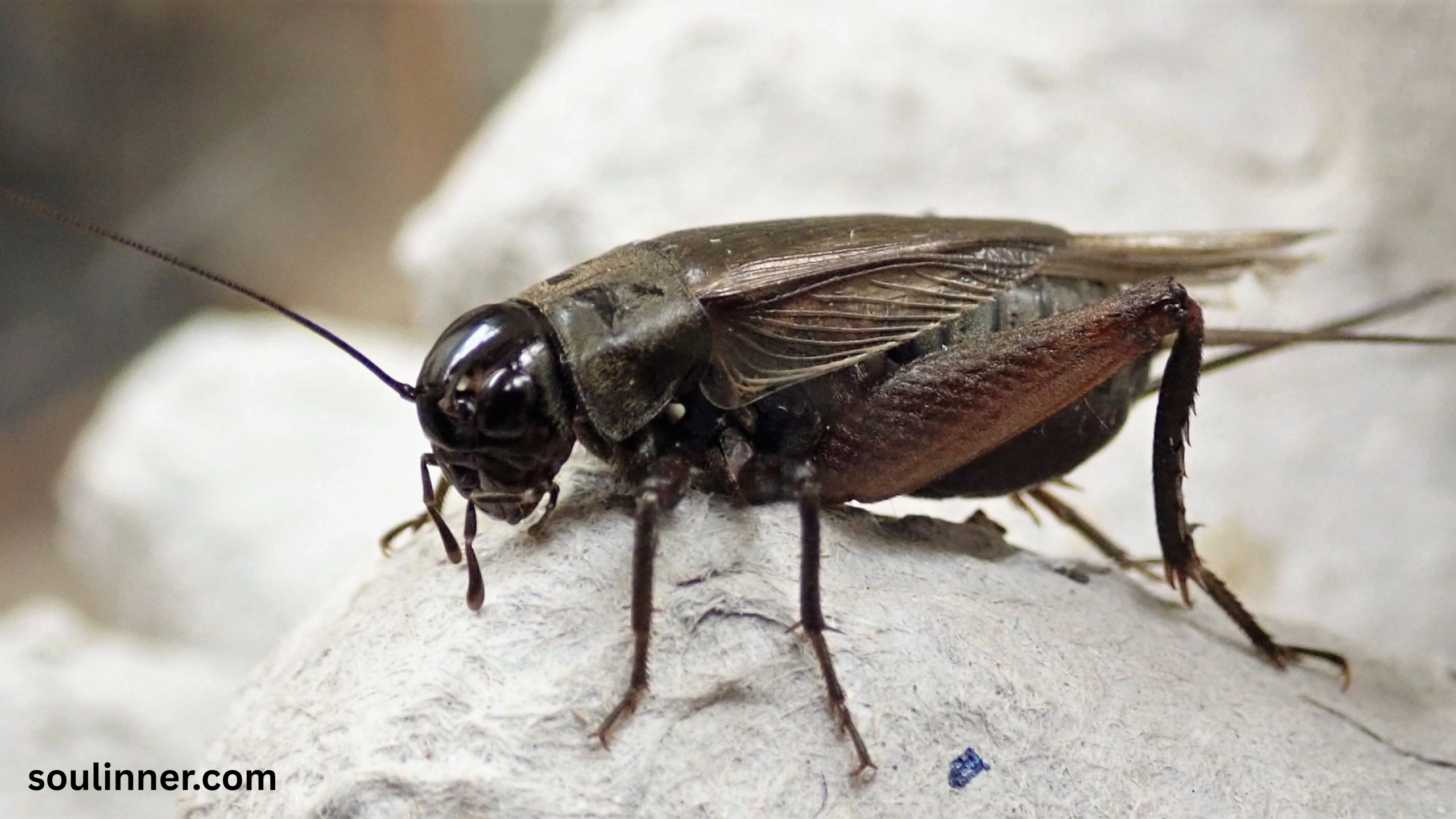 spiritual meaning of hearing crickets