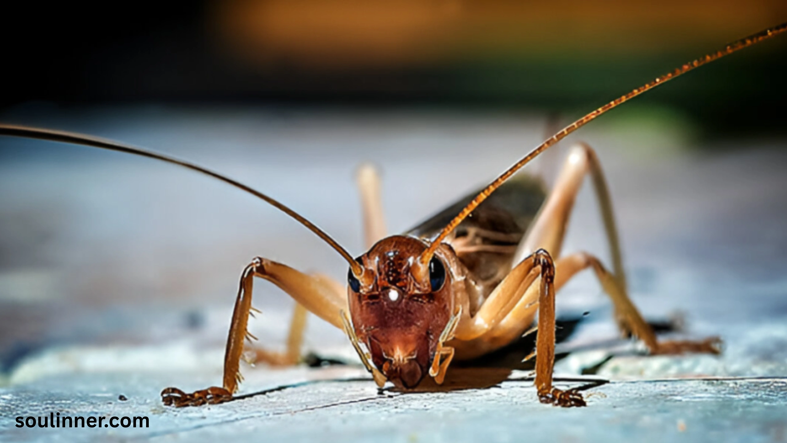 spiritual meaning of hearing crickets