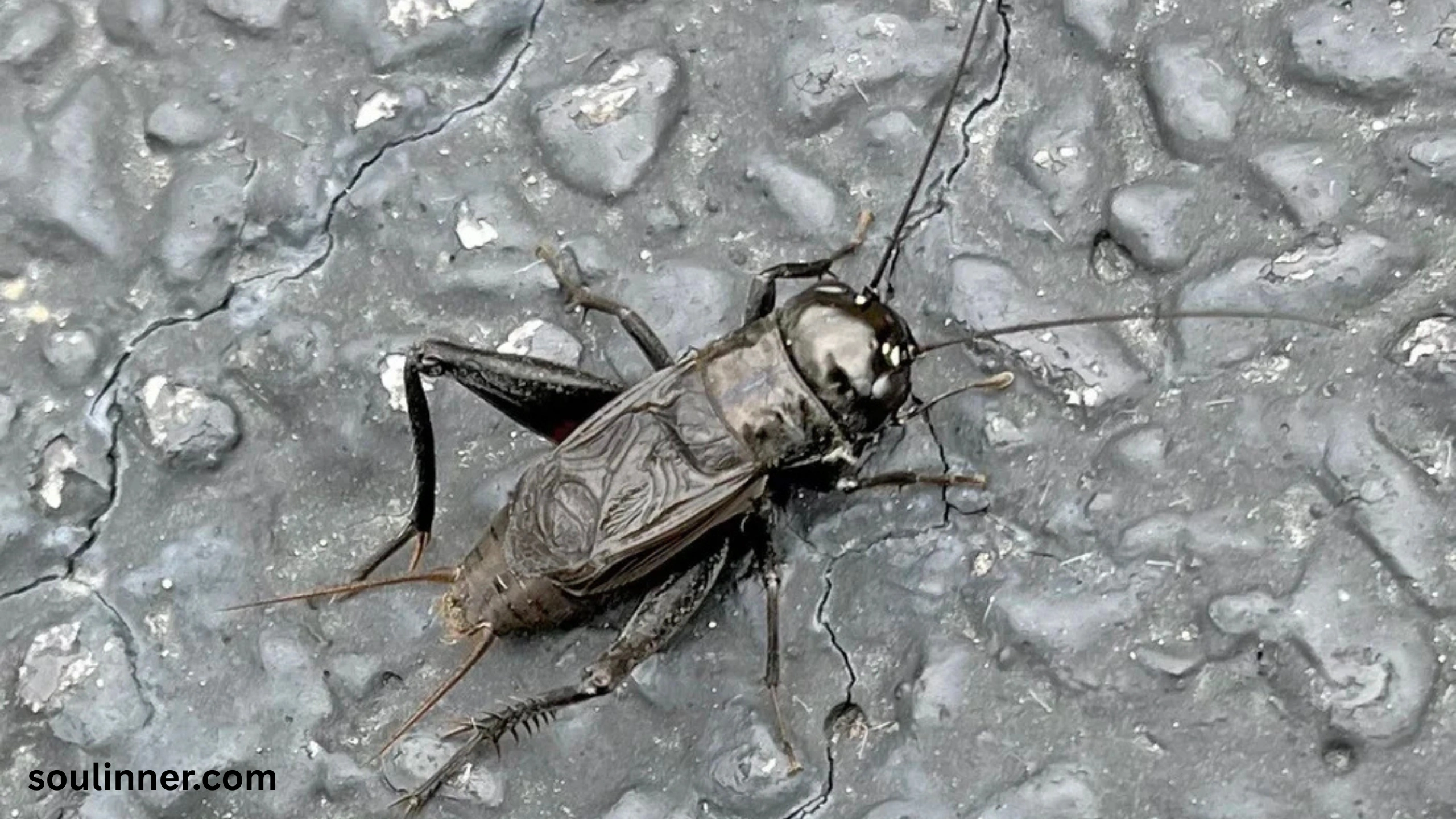 spiritual meaning of hearing crickets