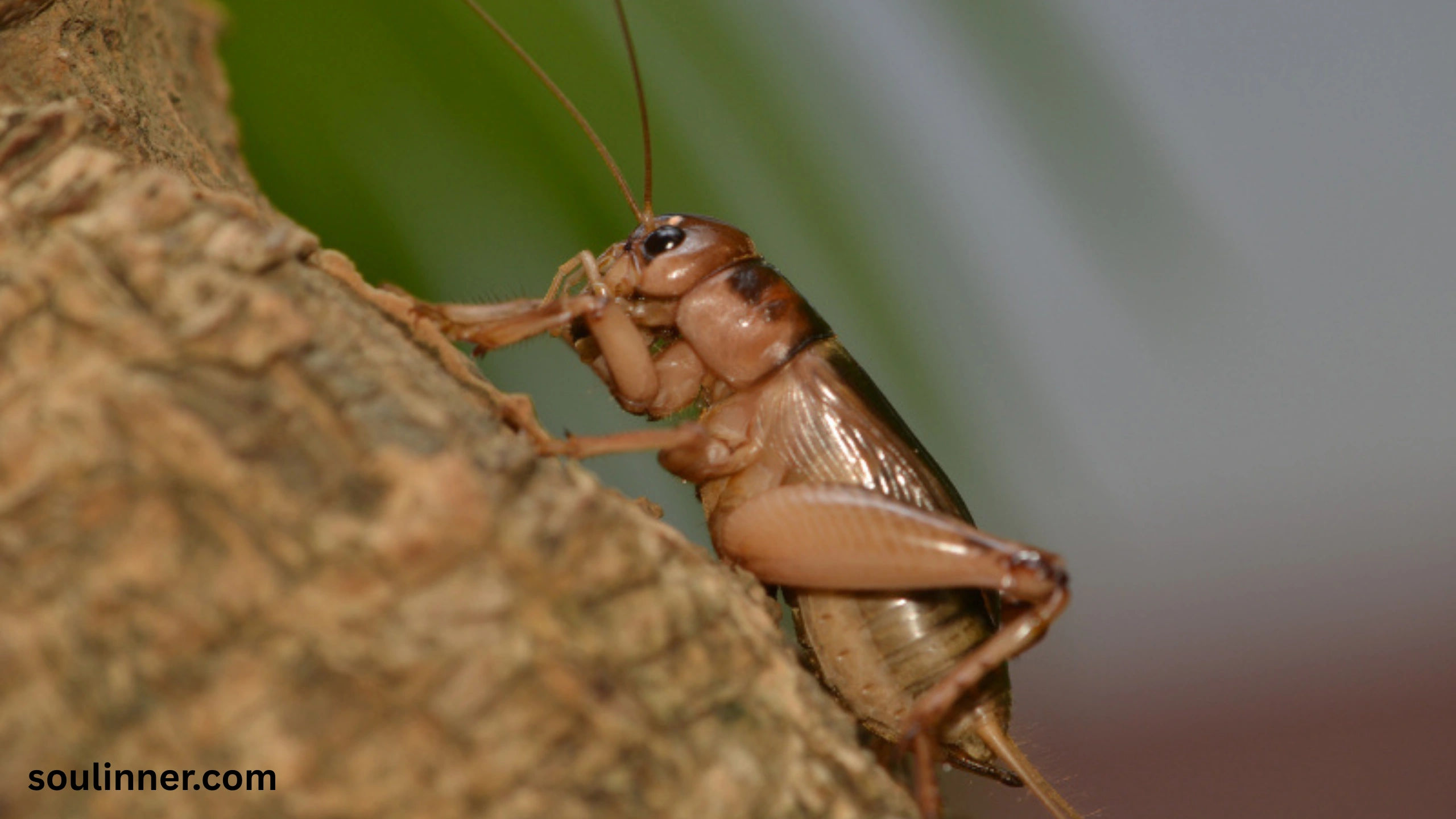 spiritual meaning of hearing crickets