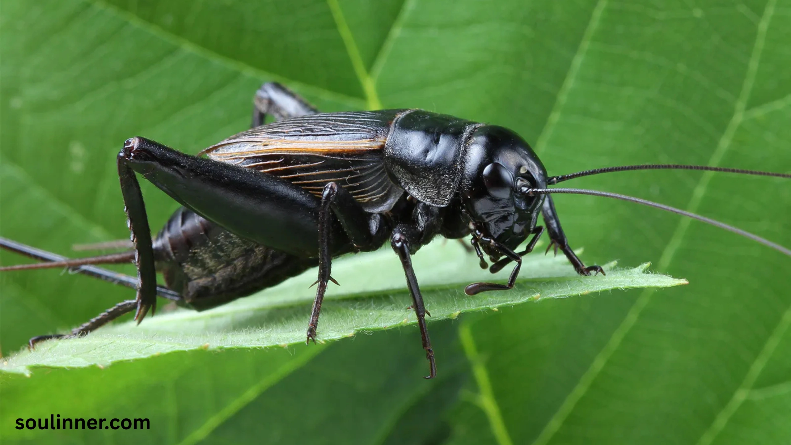 spiritual meaning of hearing crickets