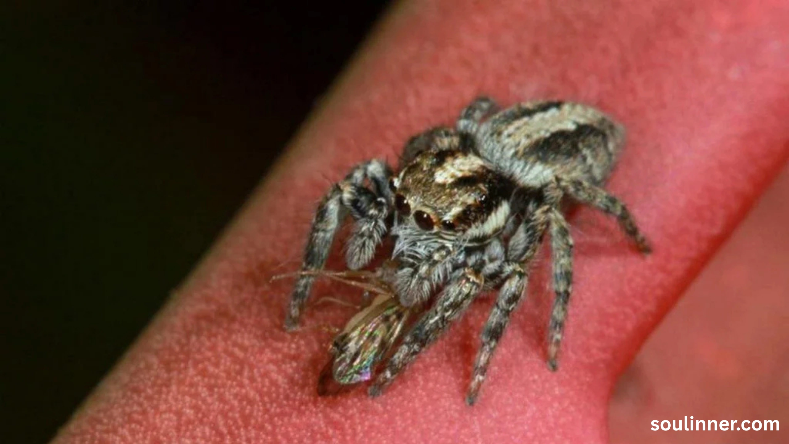 spiritual meaning of jumping spider