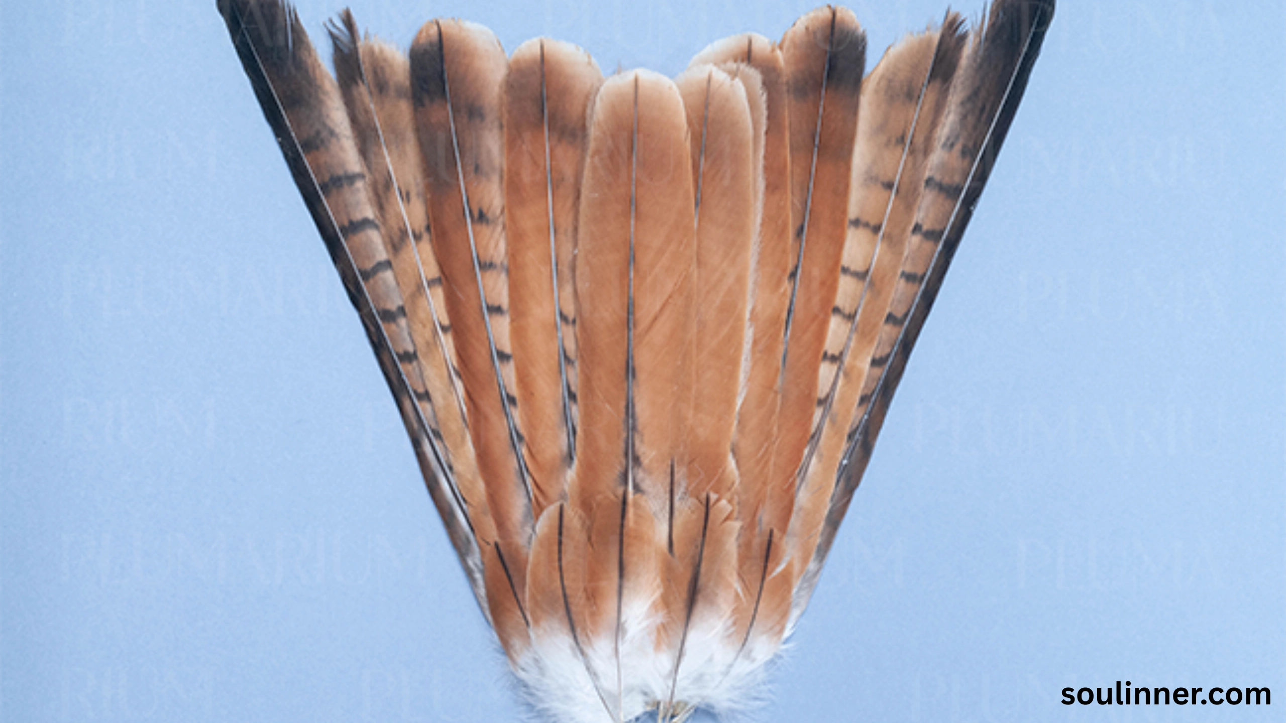 spiritual meaning of red feather