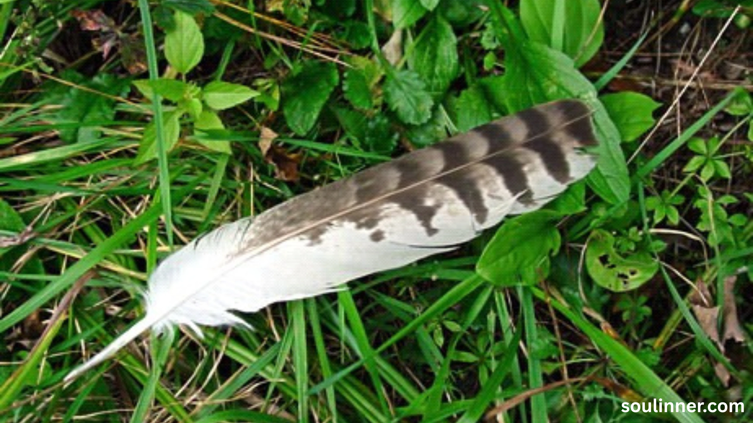 spiritual meaning of red feather