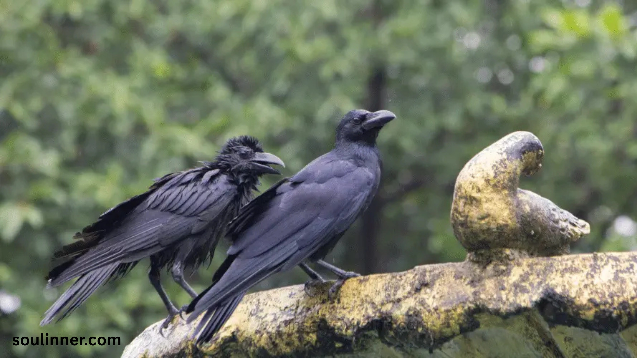 spiritual meaning of seeing 2 crows