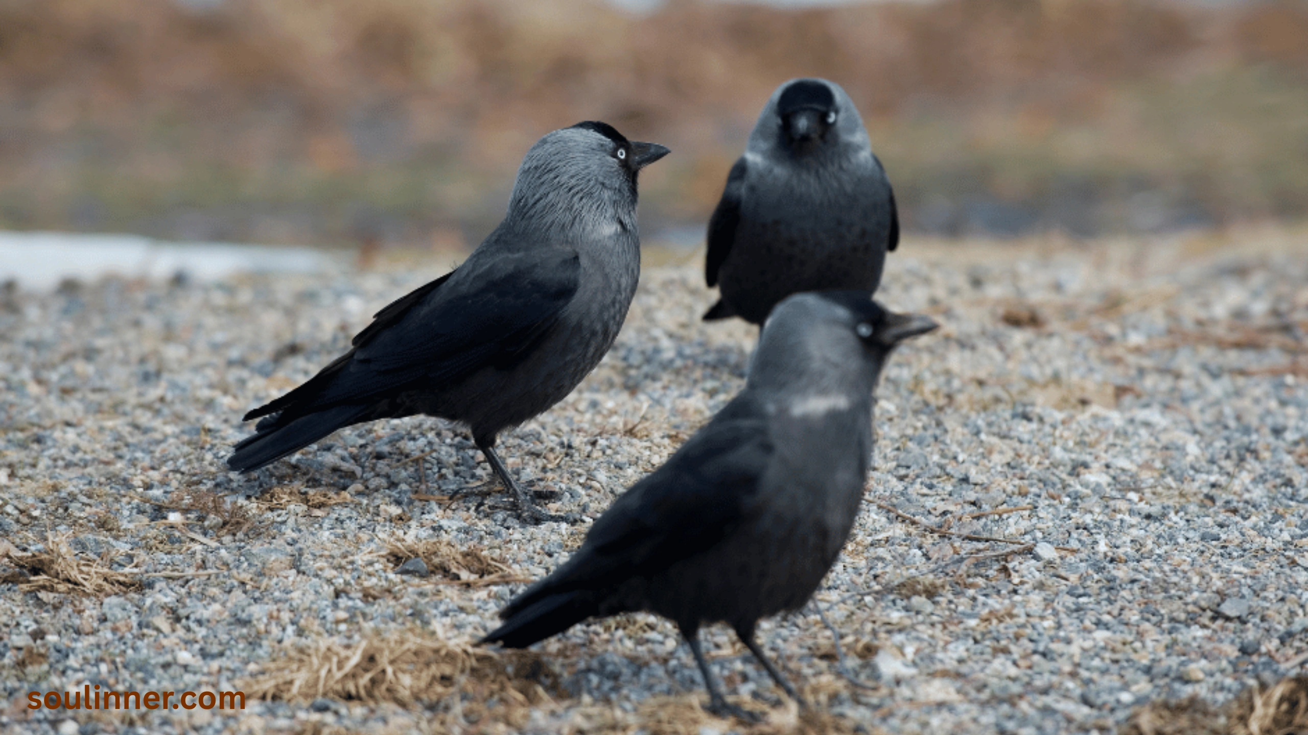 spiritual meaning of seeing 3 crows