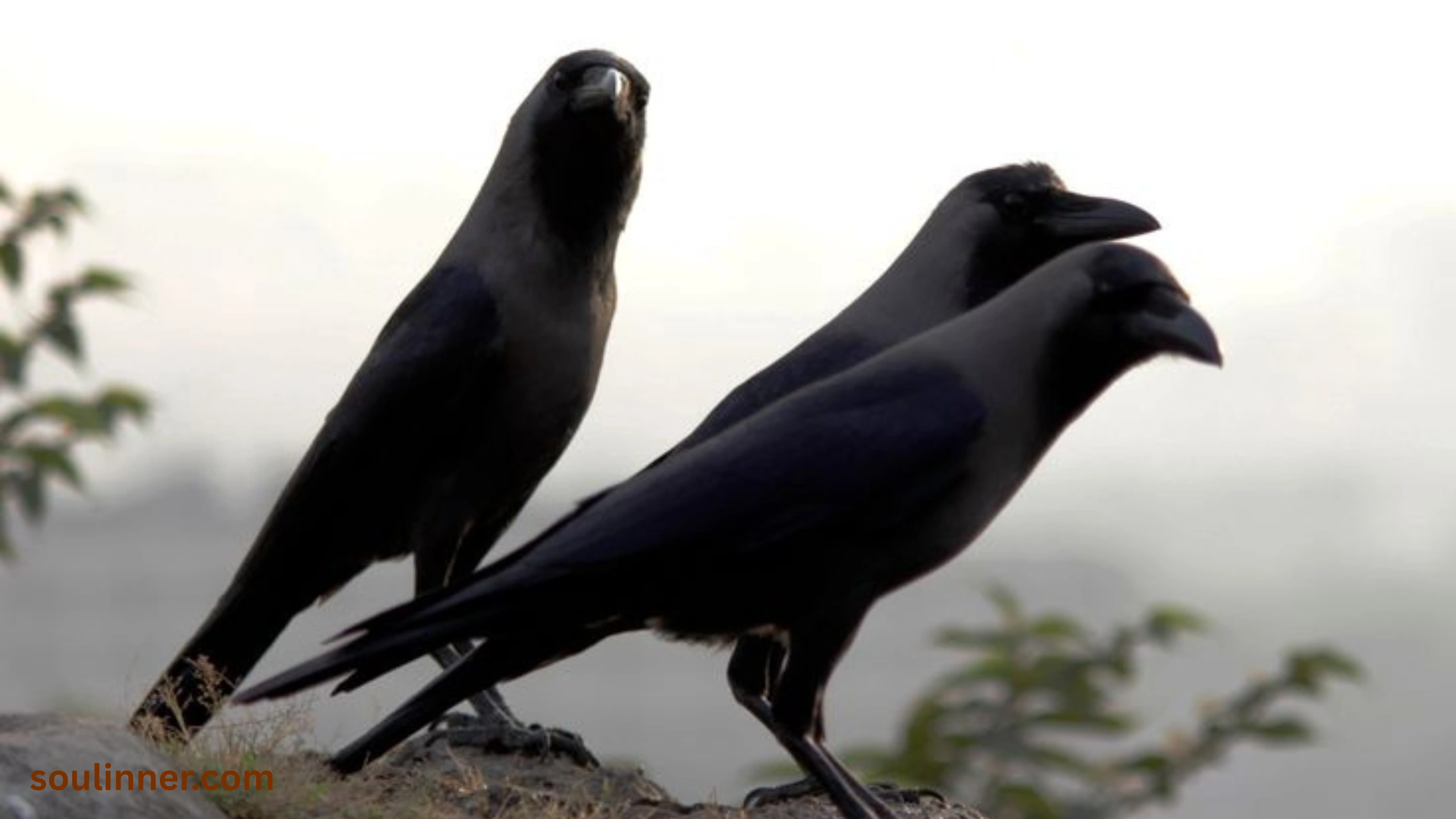 spiritual meaning of seeing 3 crows