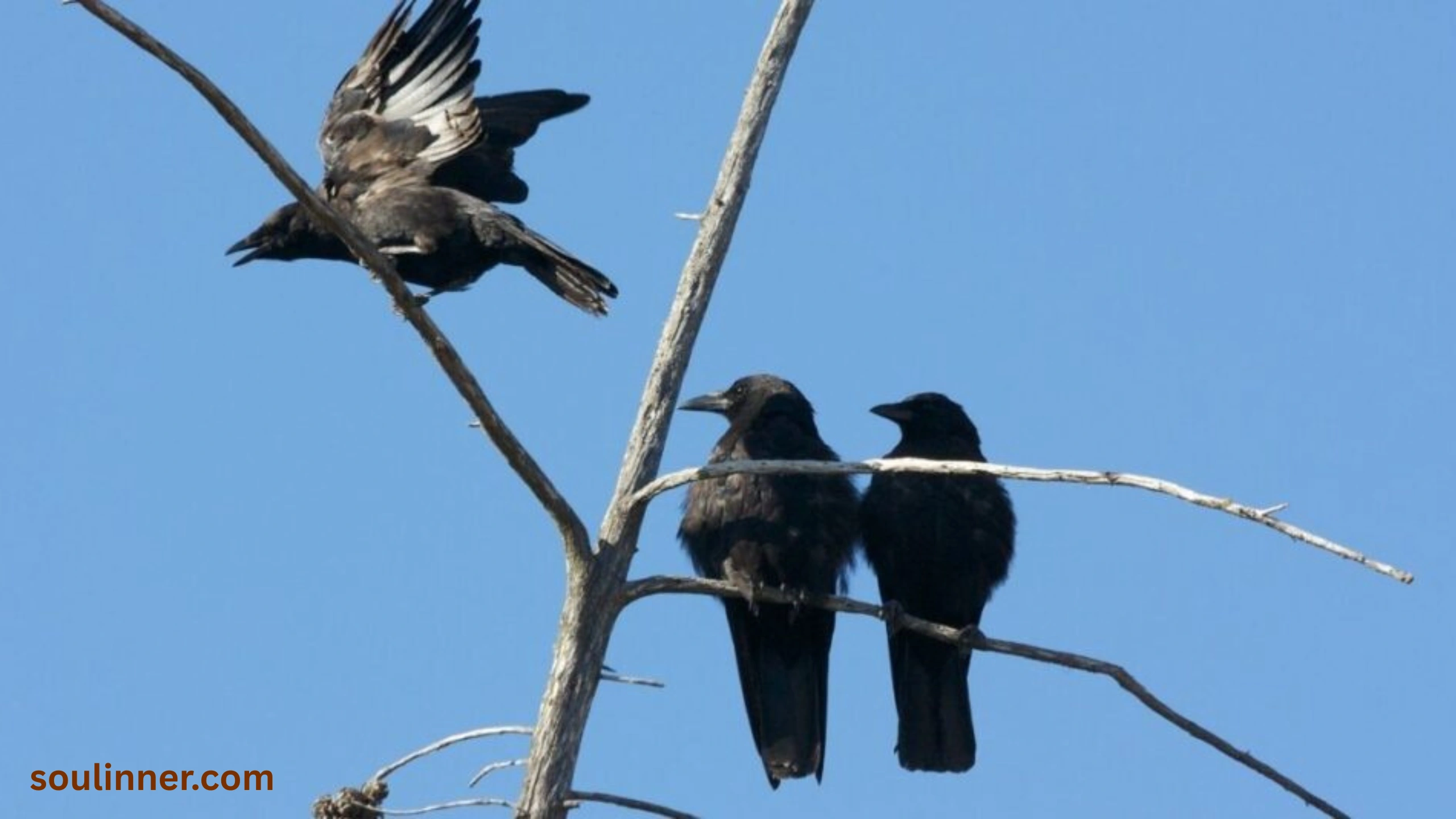 spiritual meaning of seeing 3 crows