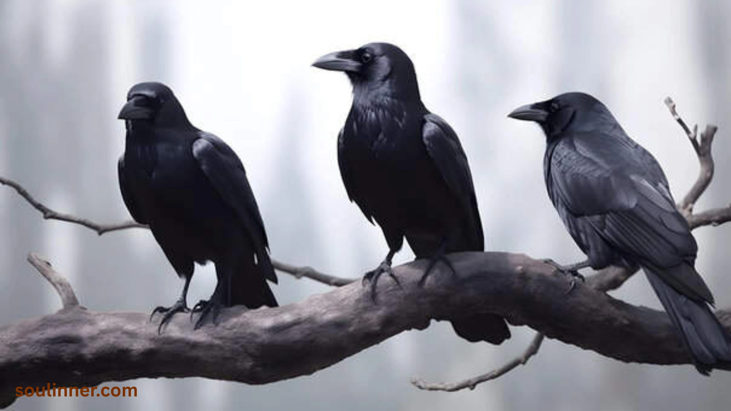 spiritual meaning of seeing 3 crows