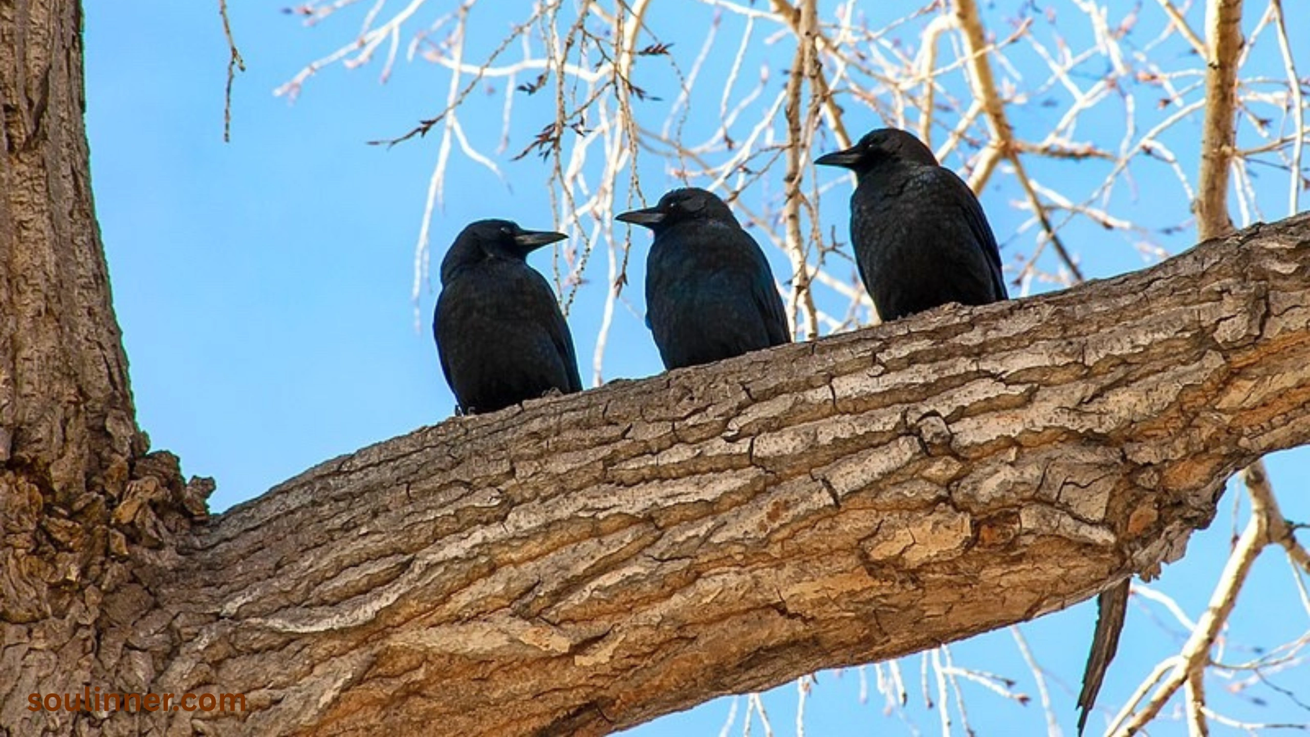 spiritual meaning of seeing 3 crows