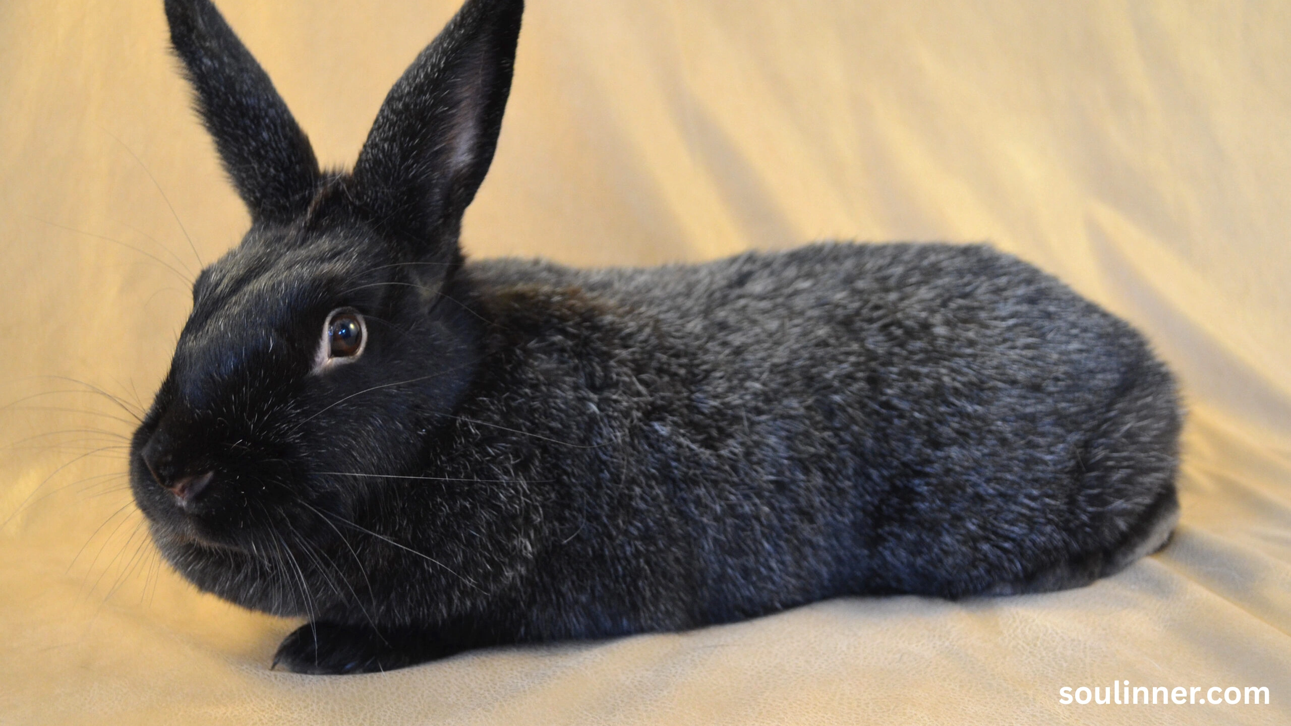 spiritual meaning of seeing a black rabbit