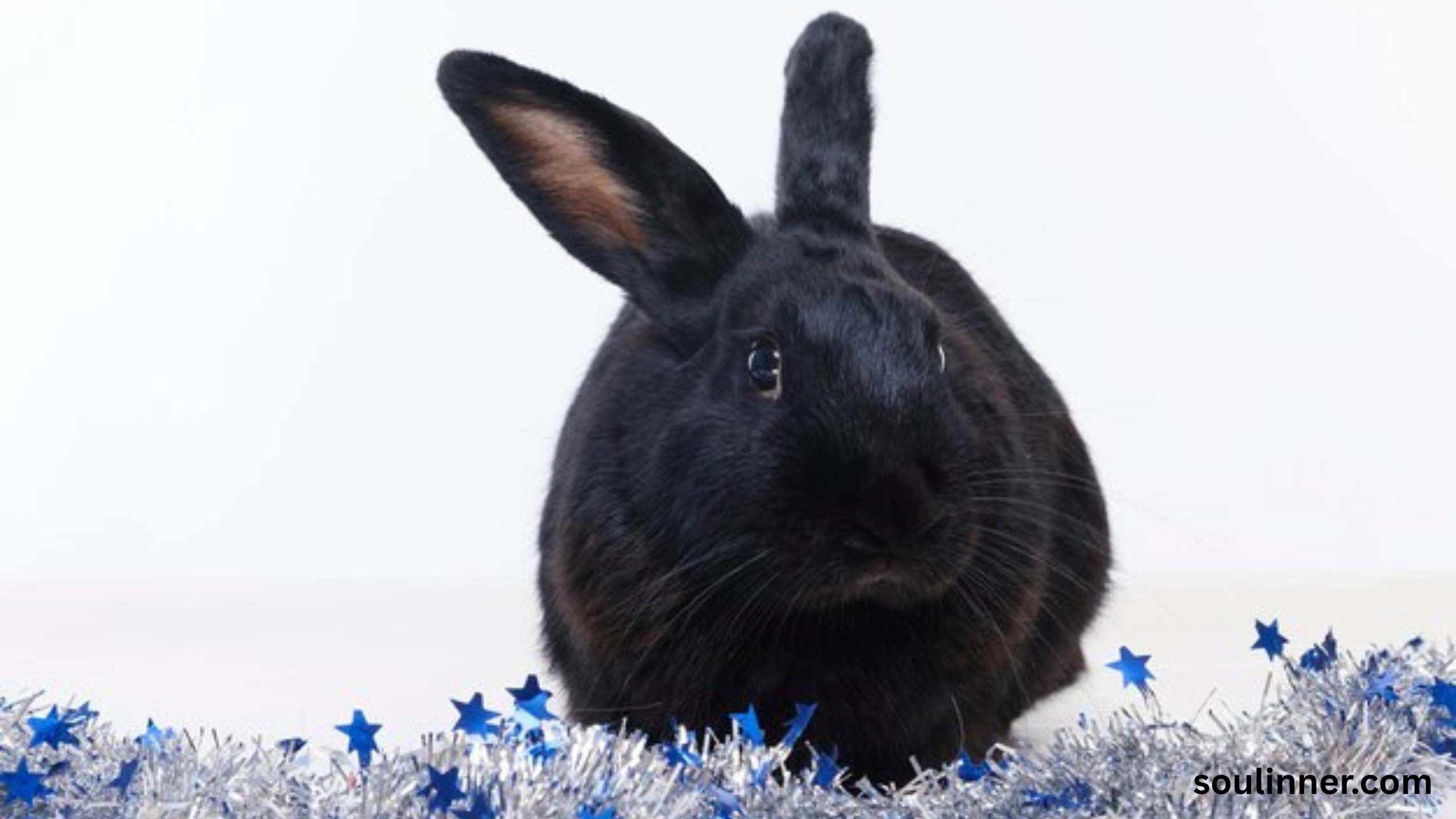 spiritual meaning of seeing a black rabbit