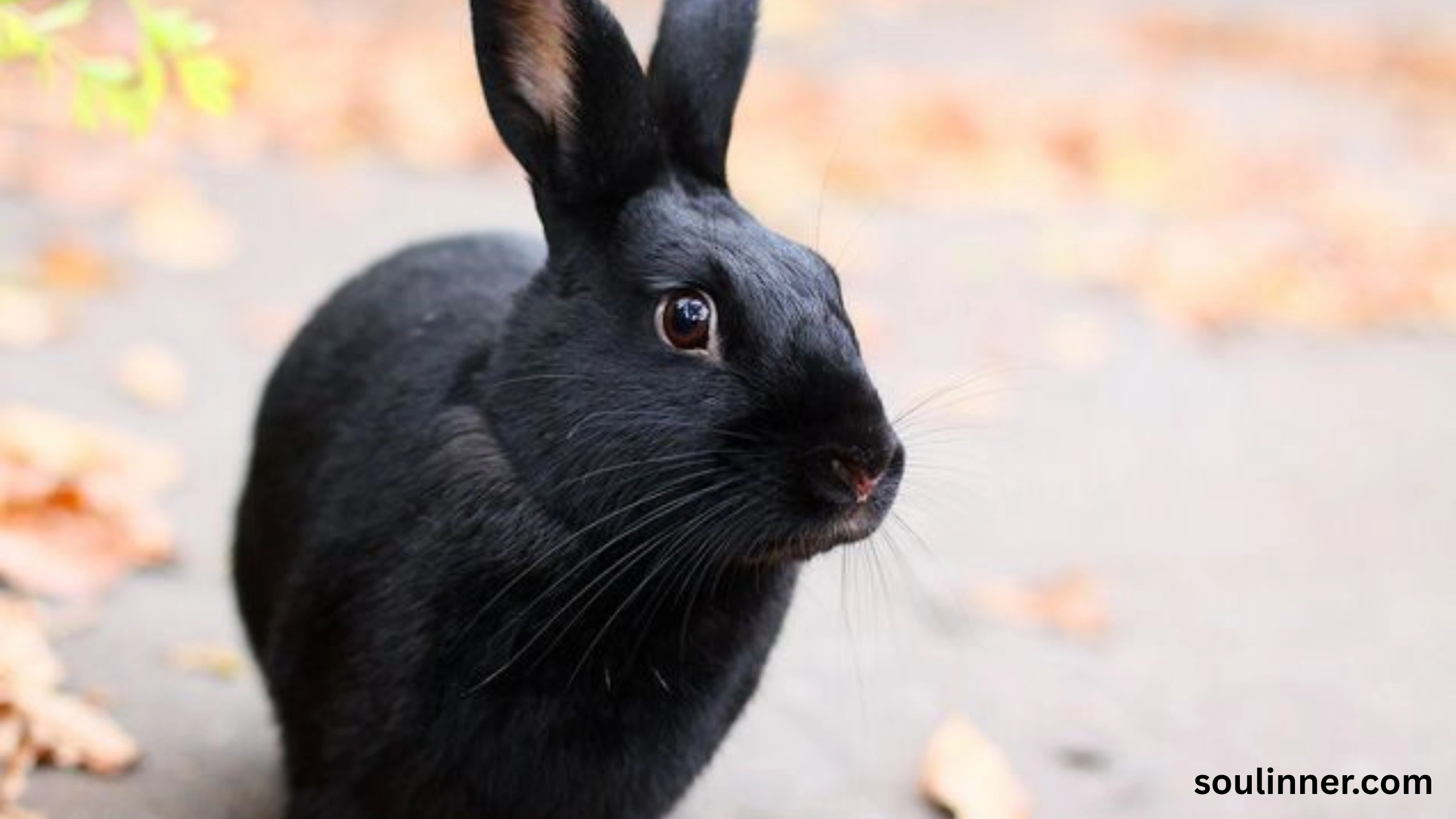 spiritual meaning of seeing a black rabbit