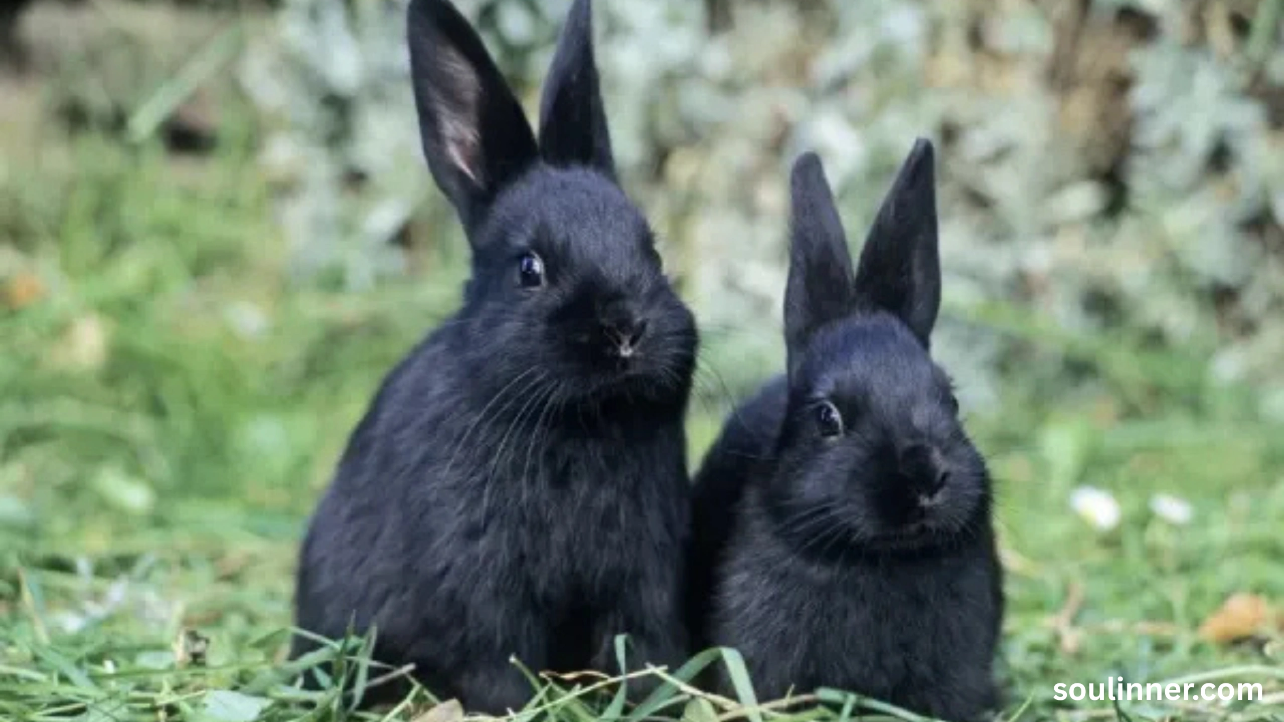 spiritual meaning of seeing a black rabbit