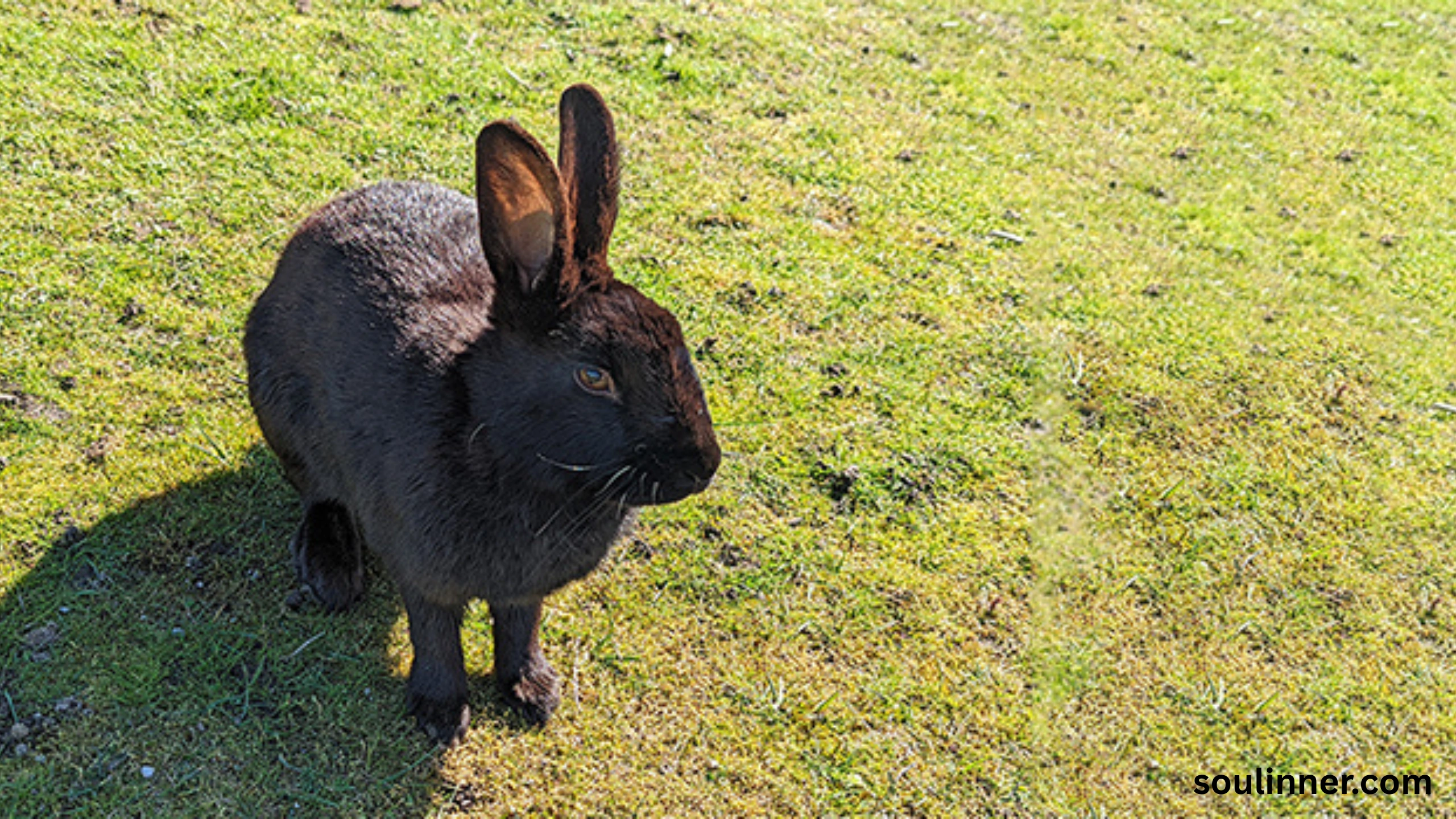 spiritual meaning of seeing a black rabbit