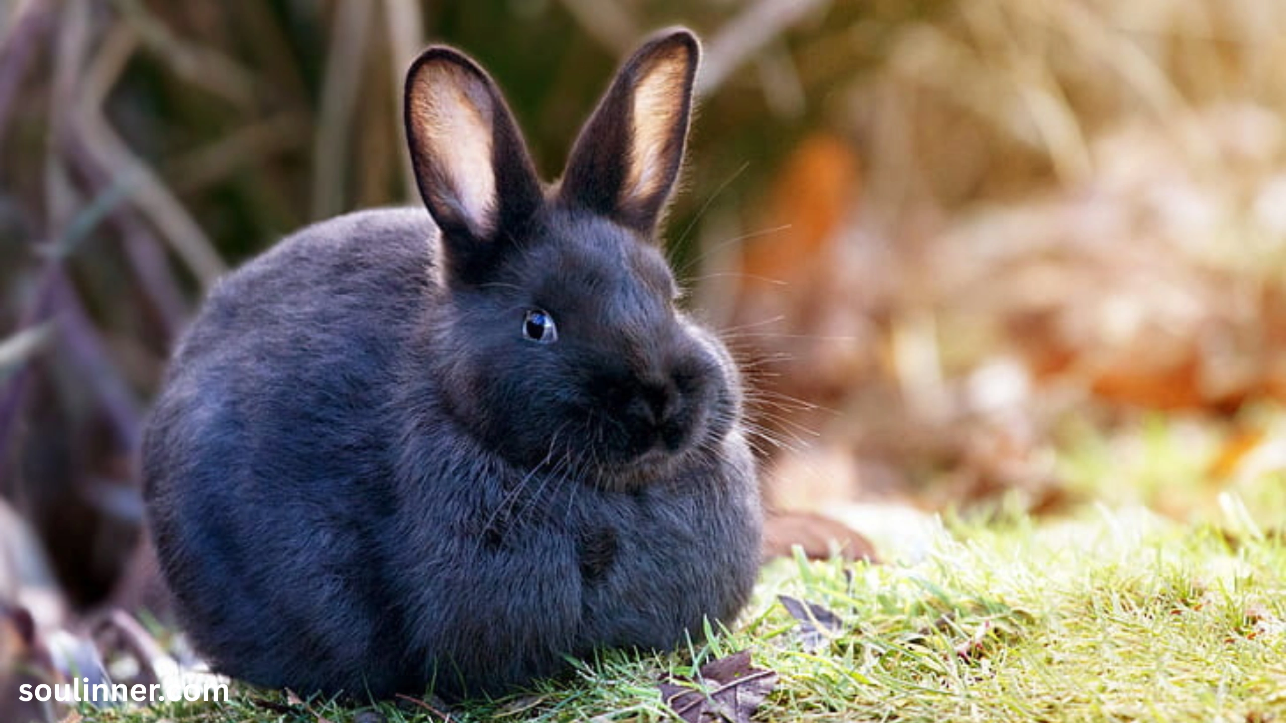 spiritual meaning of seeing a black rabbit