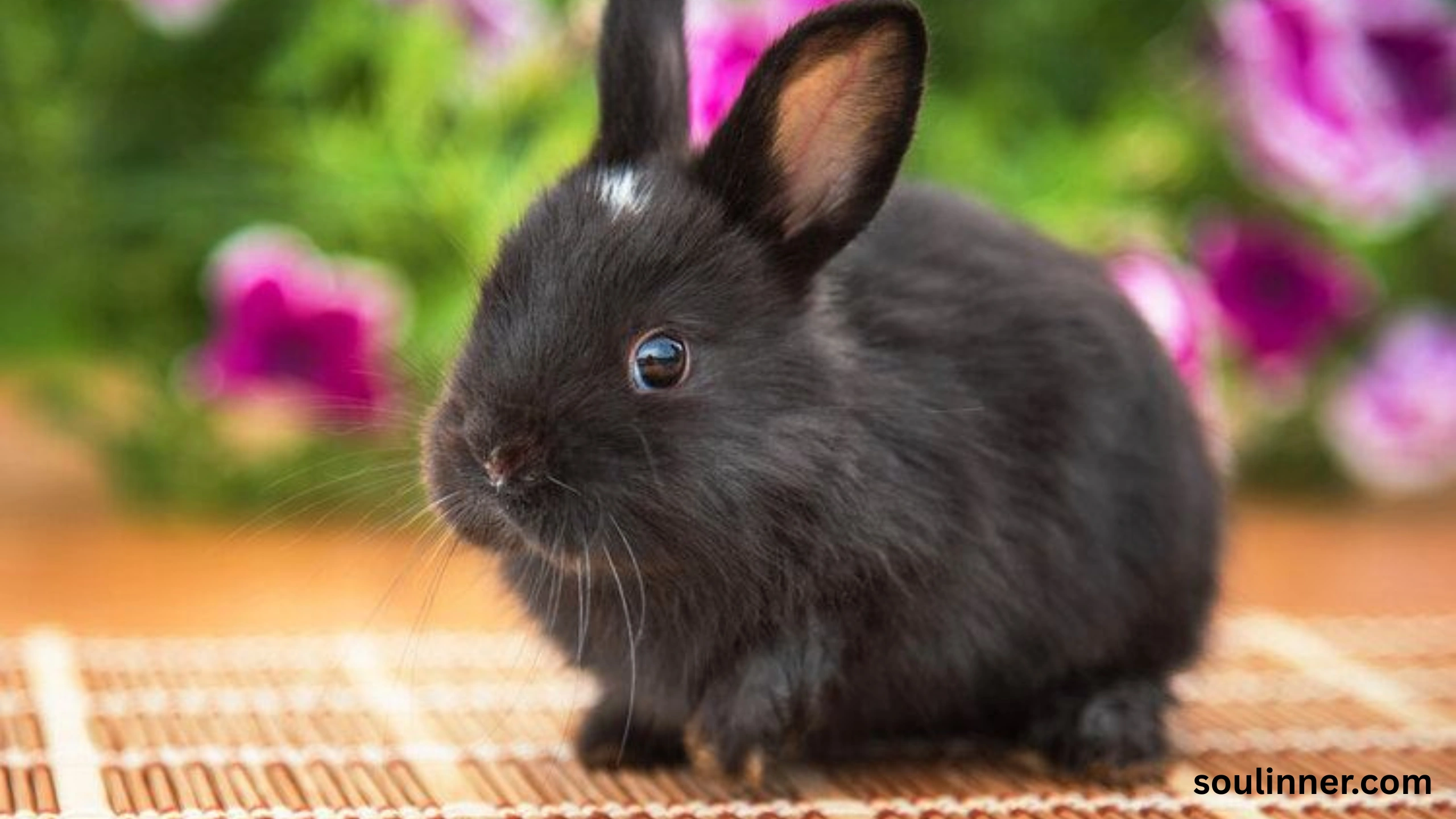 spiritual meaning of seeing a black rabbit