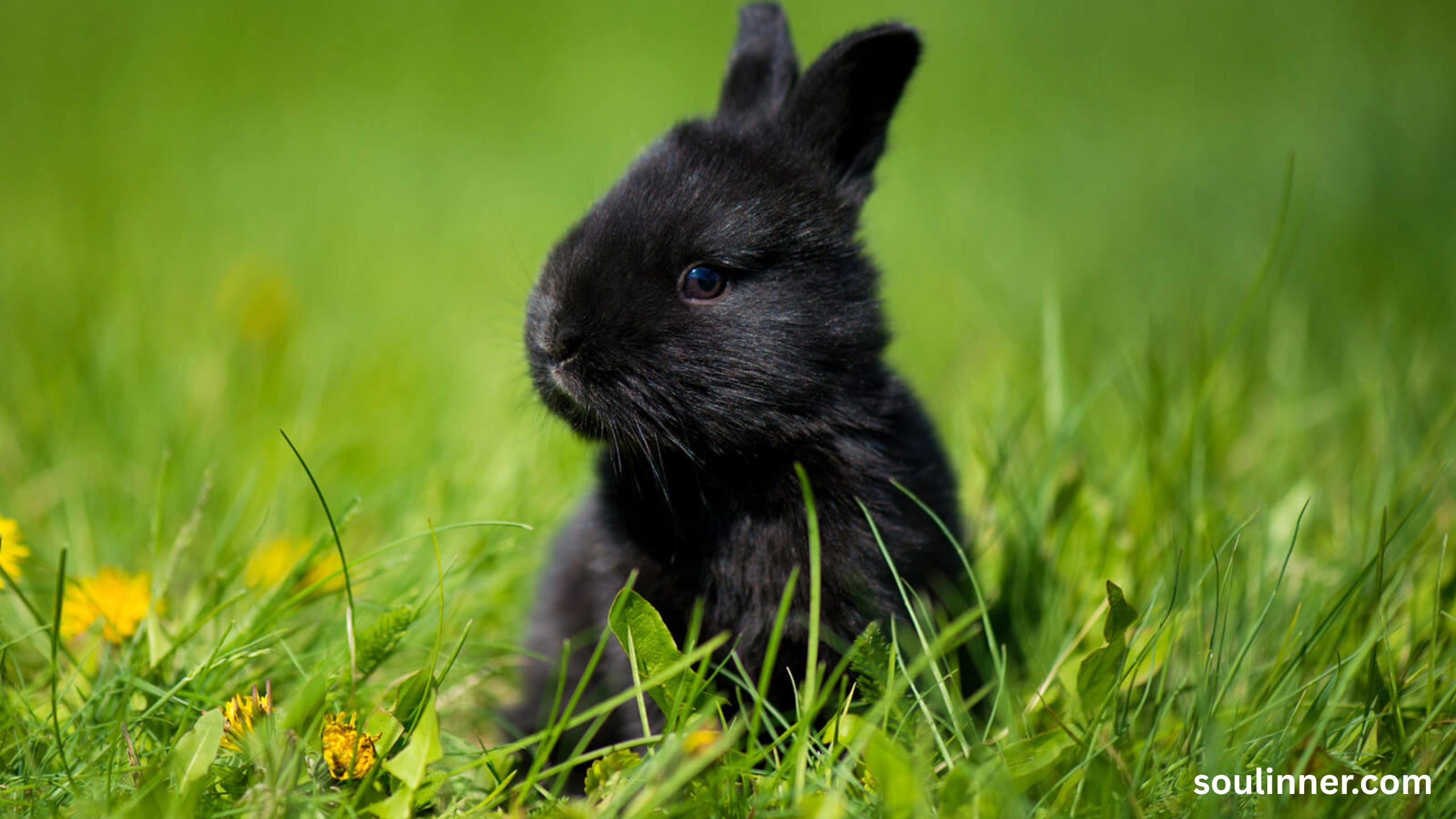 spiritual meaning of seeing a black rabbit