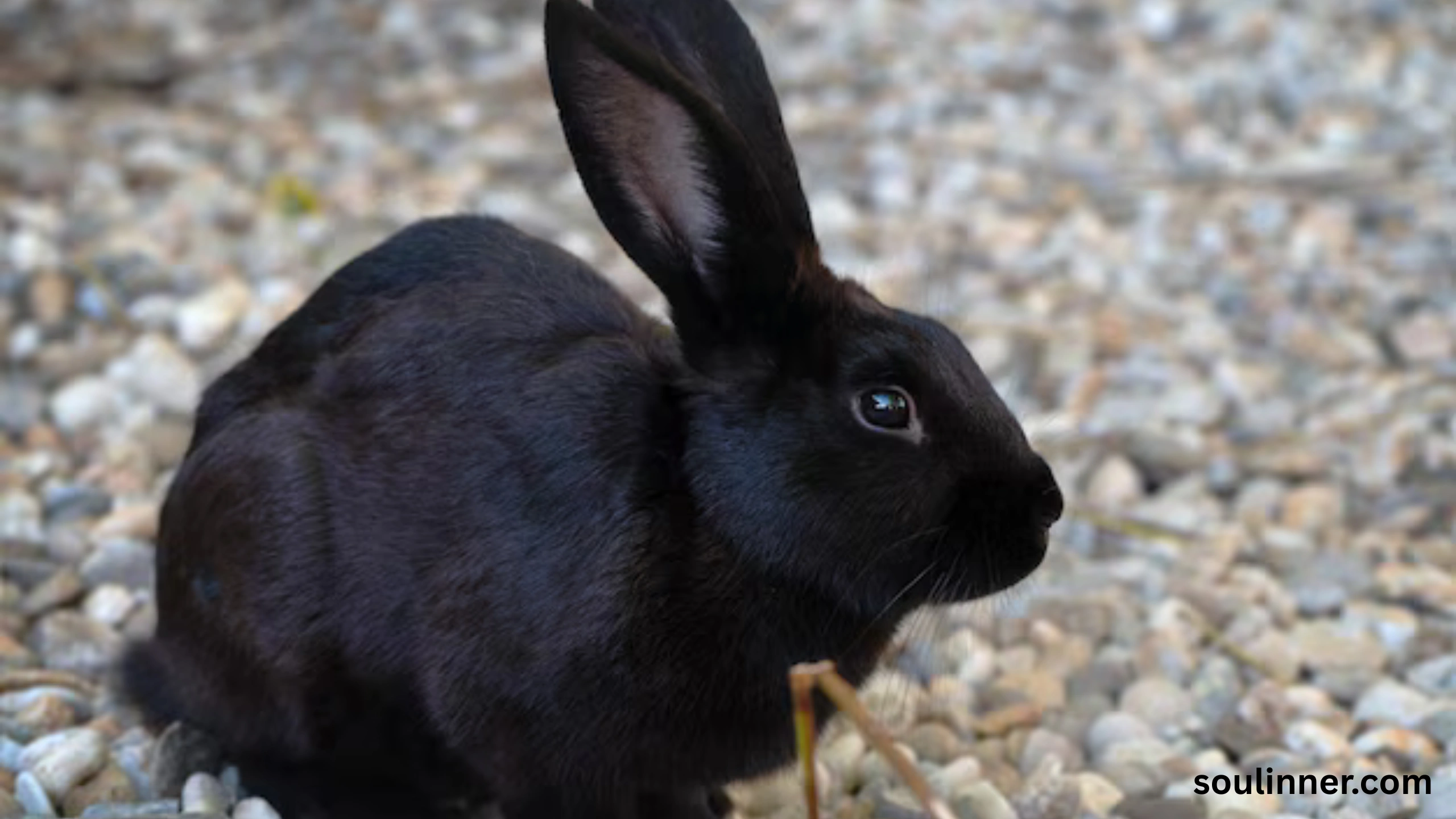 spiritual meaning of seeing a black rabbit