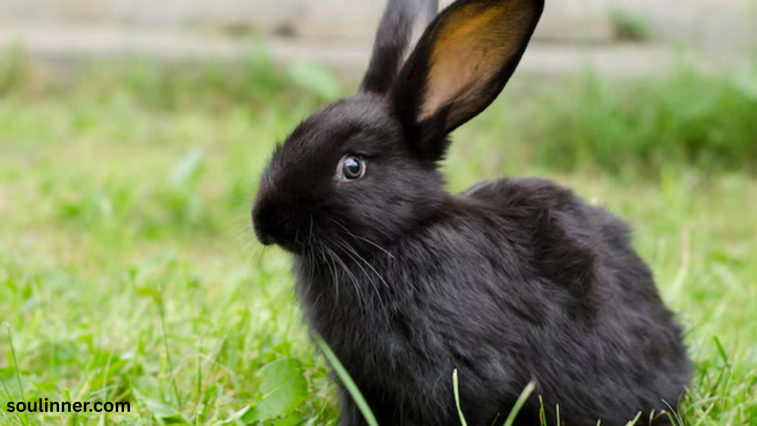 spiritual meaning of seeing a black rabbit