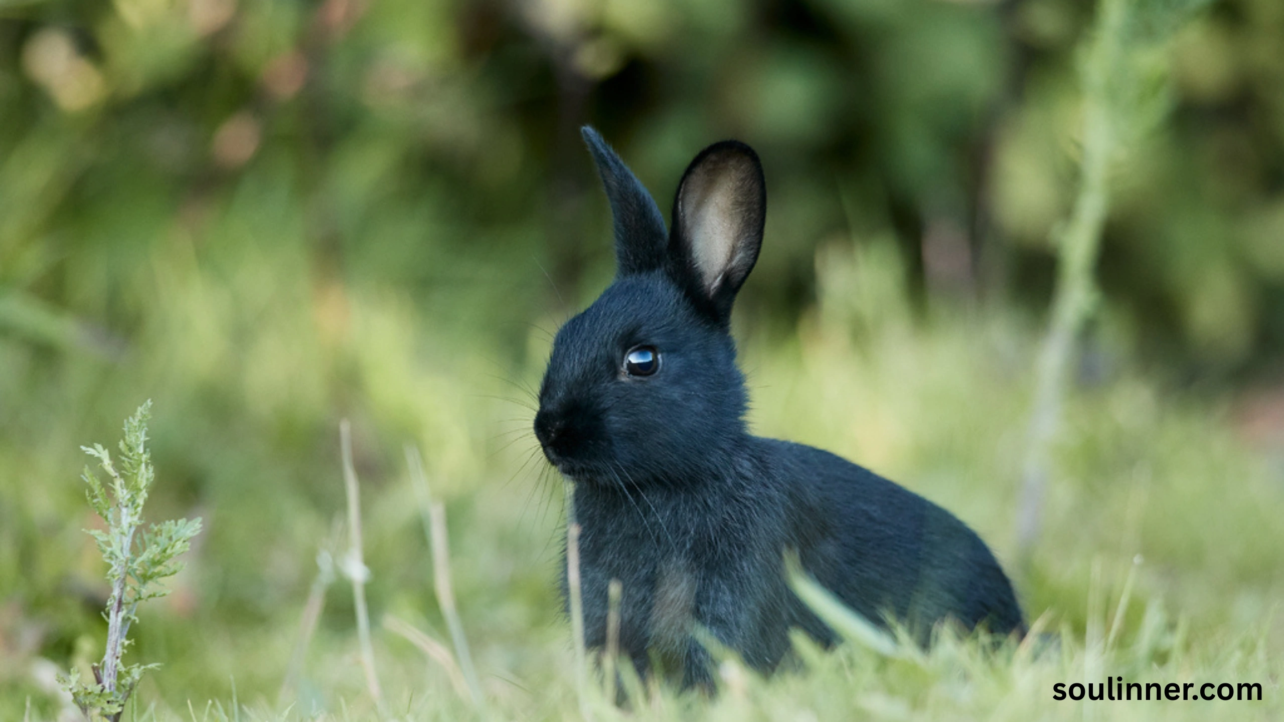 spiritual meaning of seeing a black rabbit