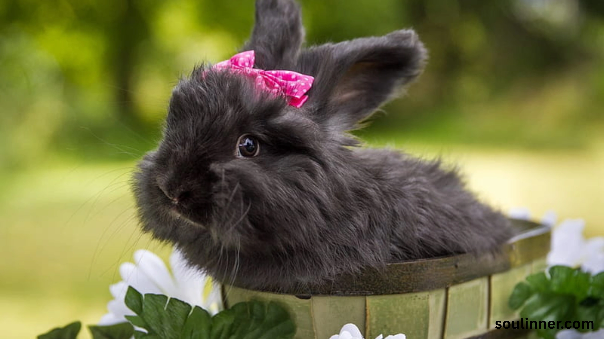 spiritual meaning of seeing a black rabbit