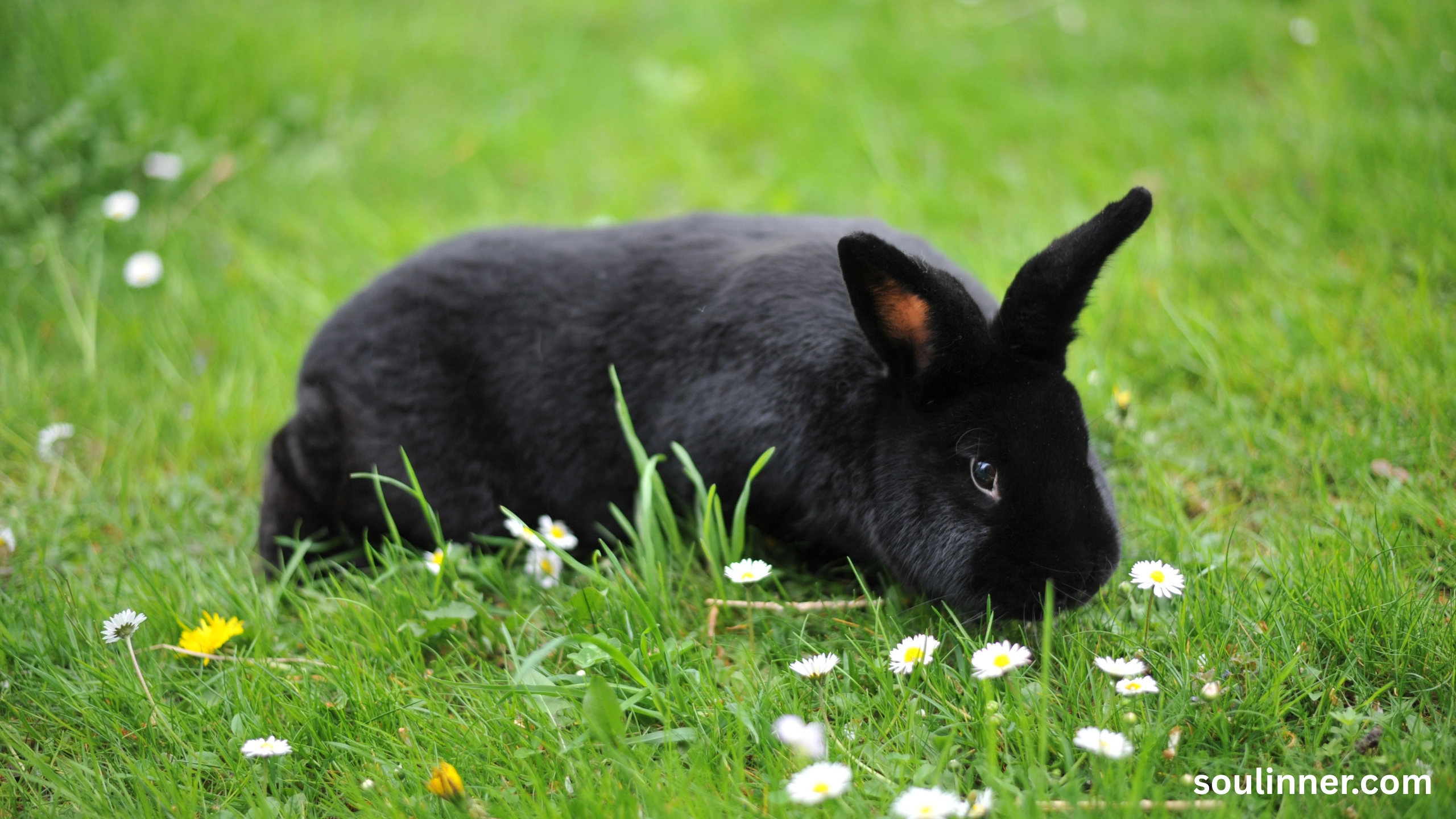 spiritual meaning of seeing a black rabbit