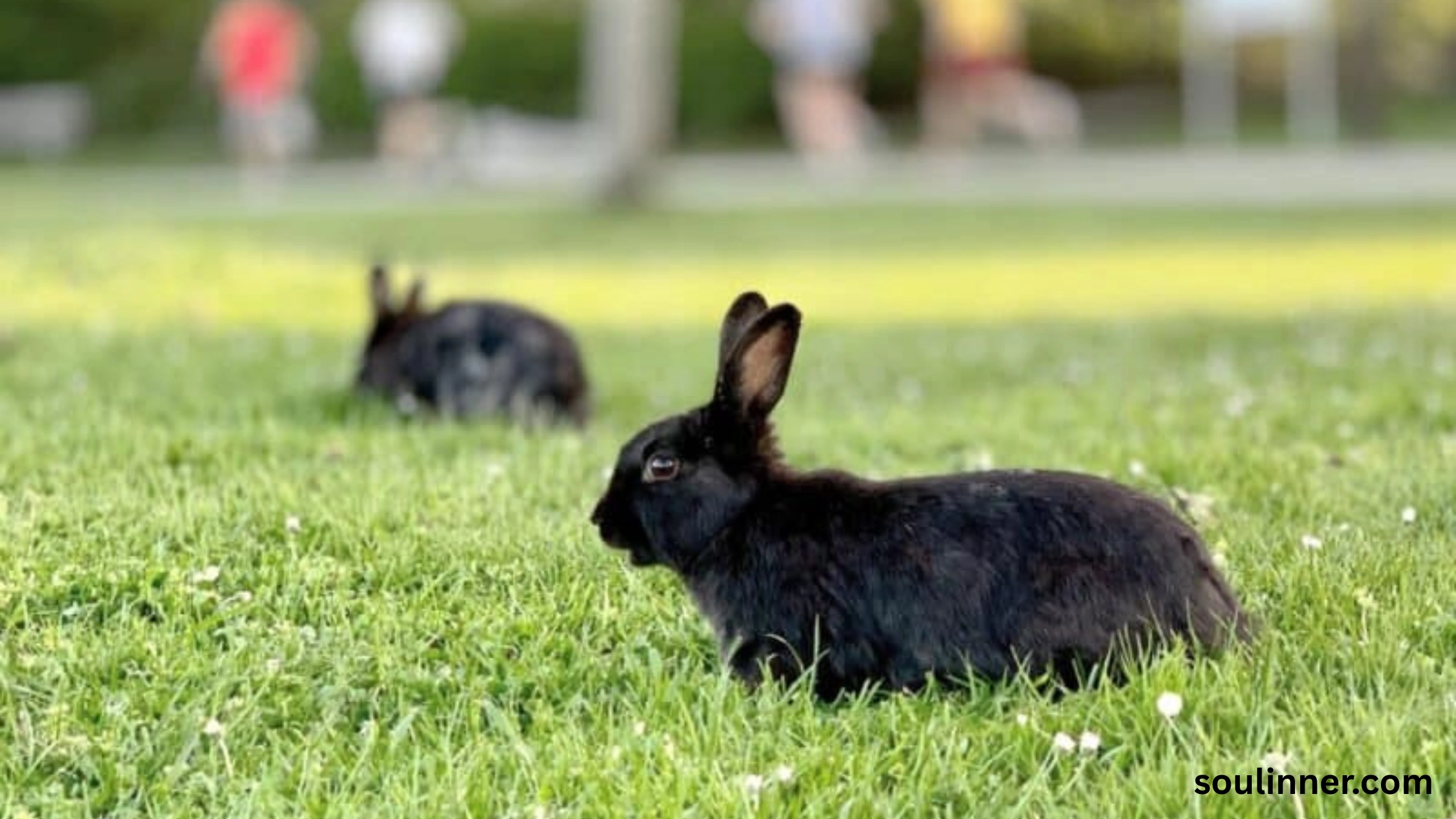 spiritual meaning of seeing a black rabbit
