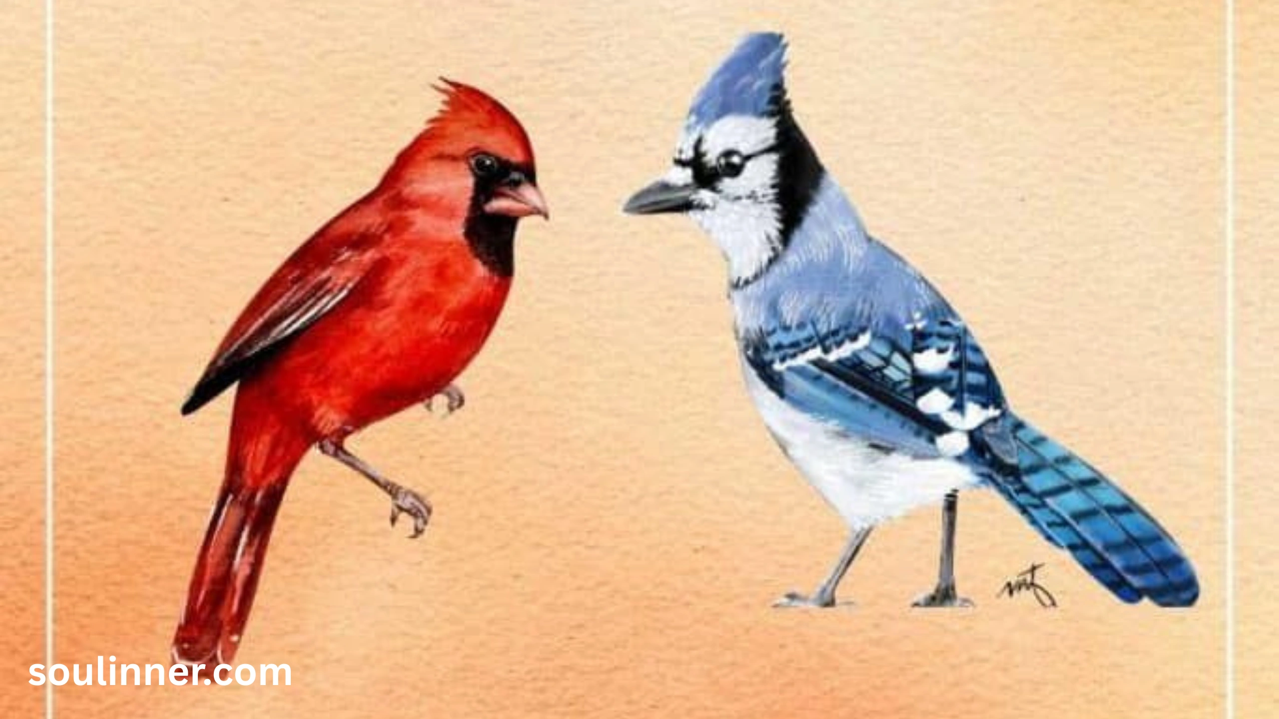 spiritual meaning of seeing a blue jay and cardinal together