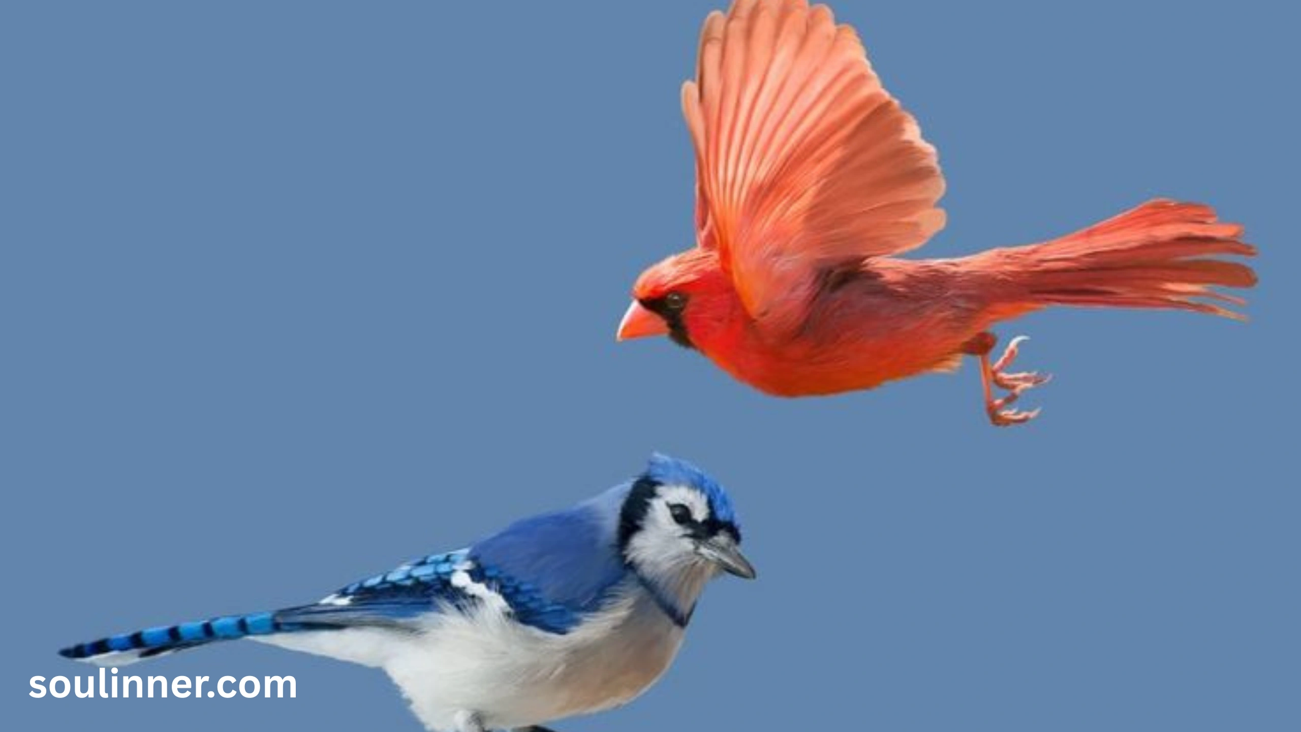 spiritual meaning of seeing a blue jay and cardinal together